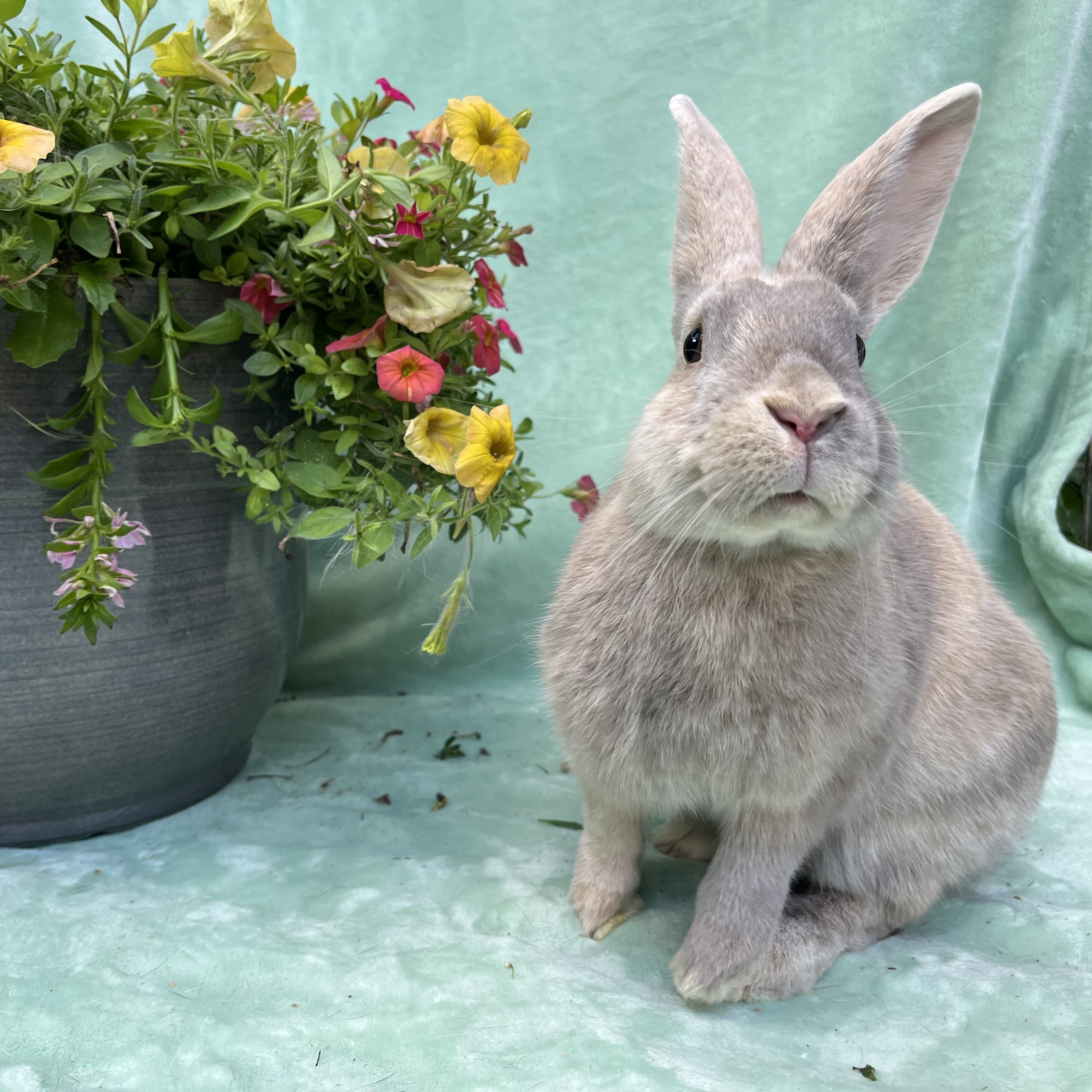 Franny, a Adoptable Palomino in Indianapolis, IN image 3/6