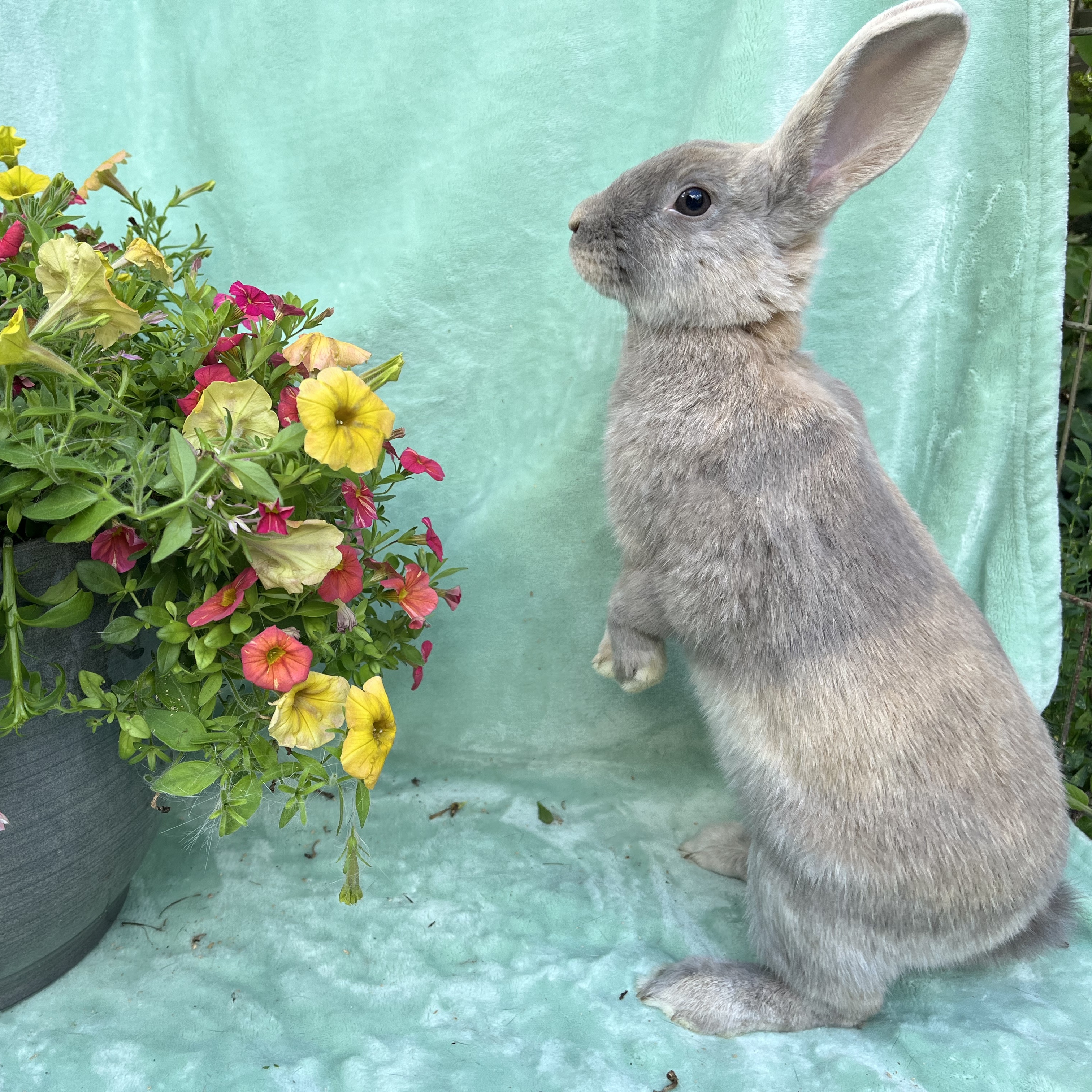 Franny, a Adoptable Palomino in Indianapolis, IN image 4/6