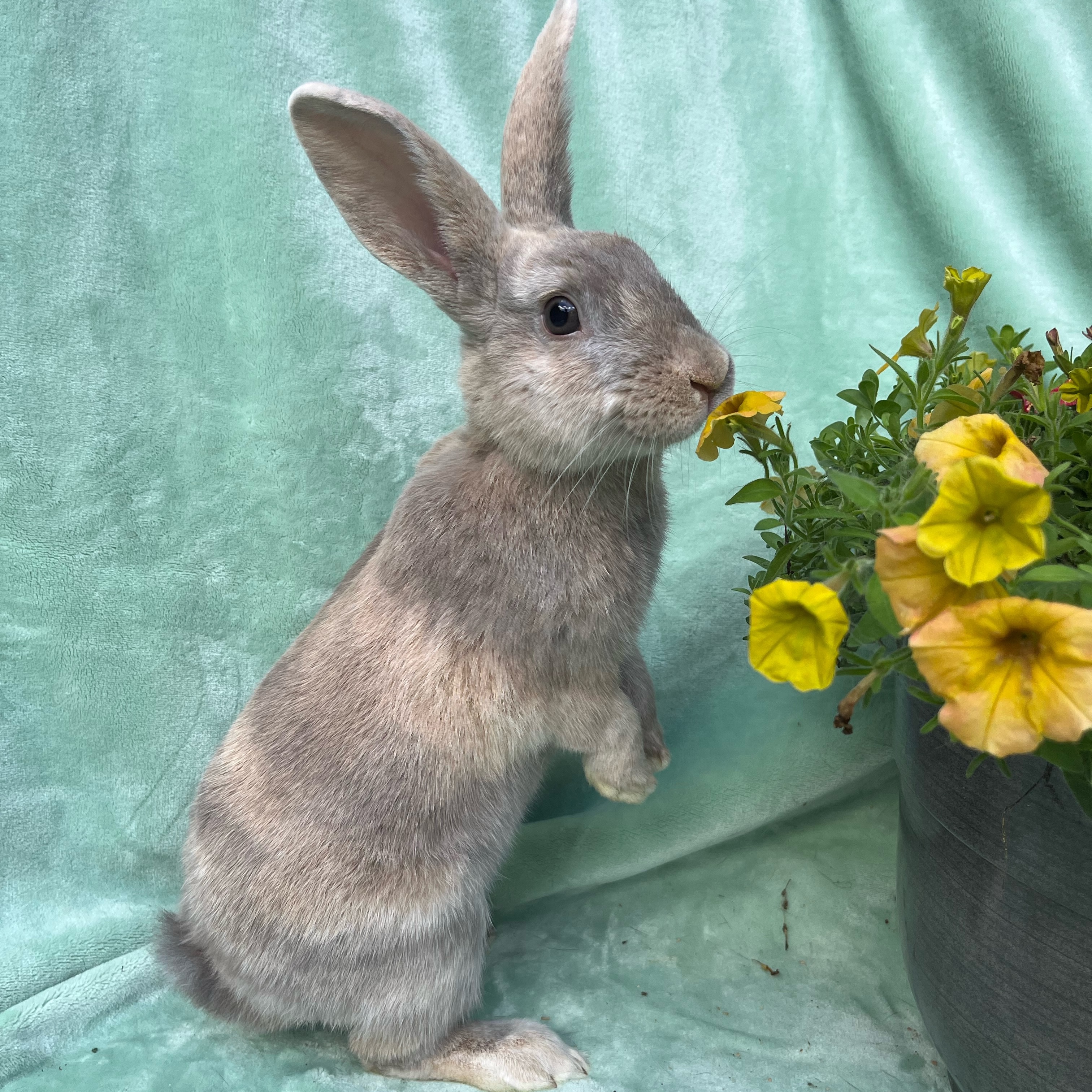 Franny, Adoptable, Young Female Palomino.