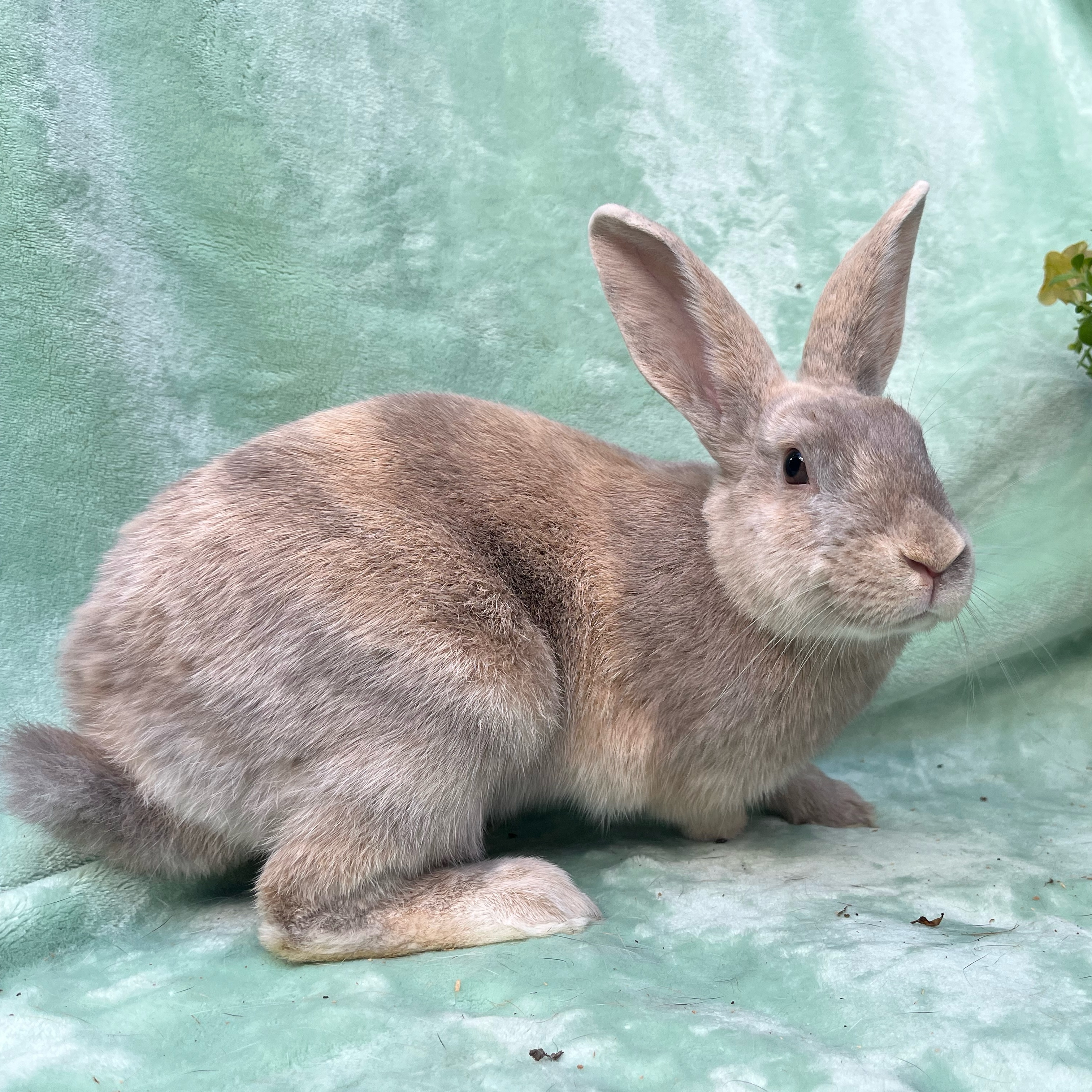Franny, a Adoptable Palomino in Indianapolis, IN image 5/6