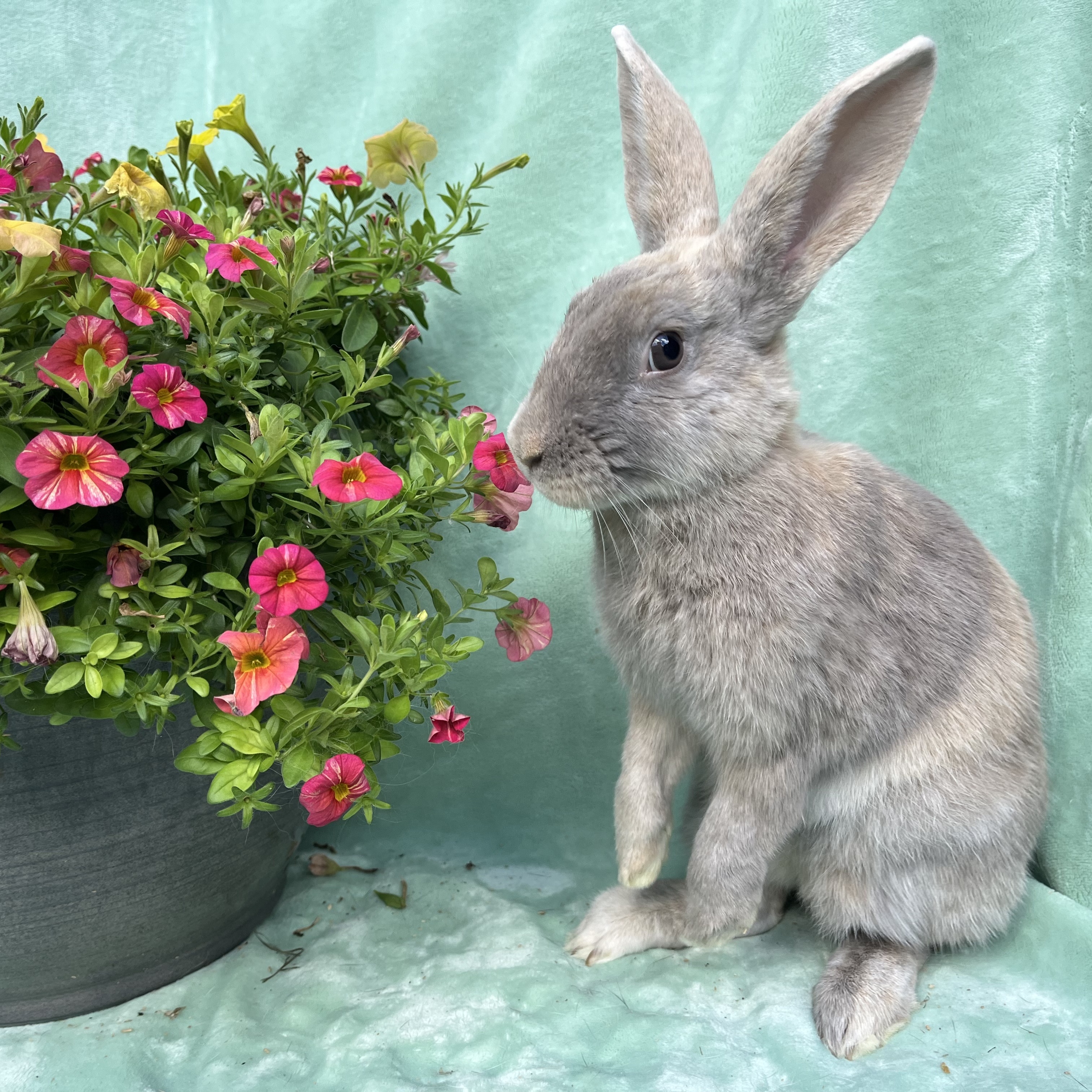 Franny, a Adoptable Palomino in Indianapolis, IN image 6/6