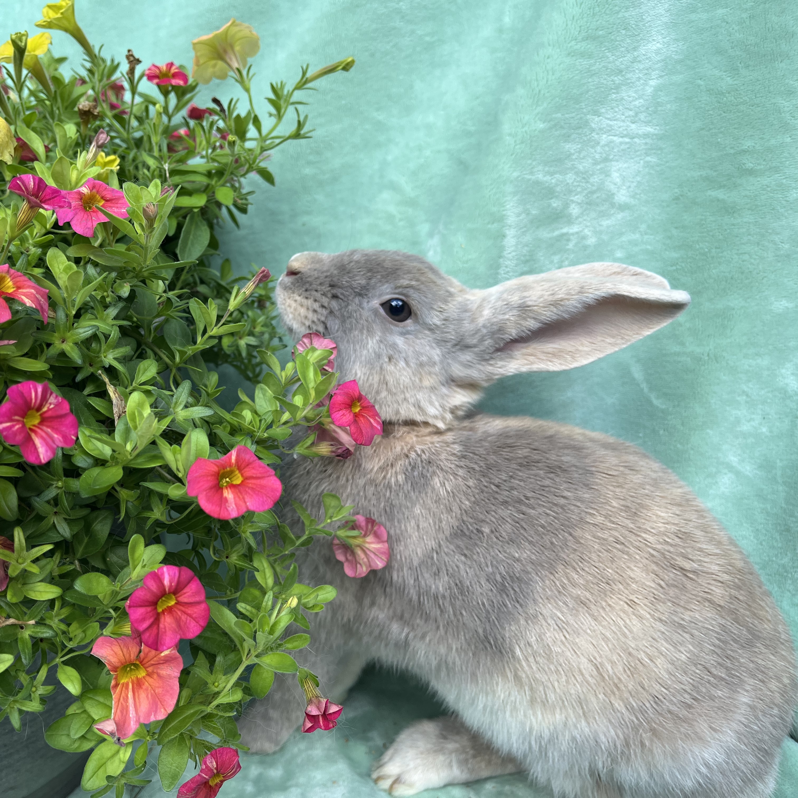 Franny, a Adoptable Palomino in Indianapolis, IN image 2/6