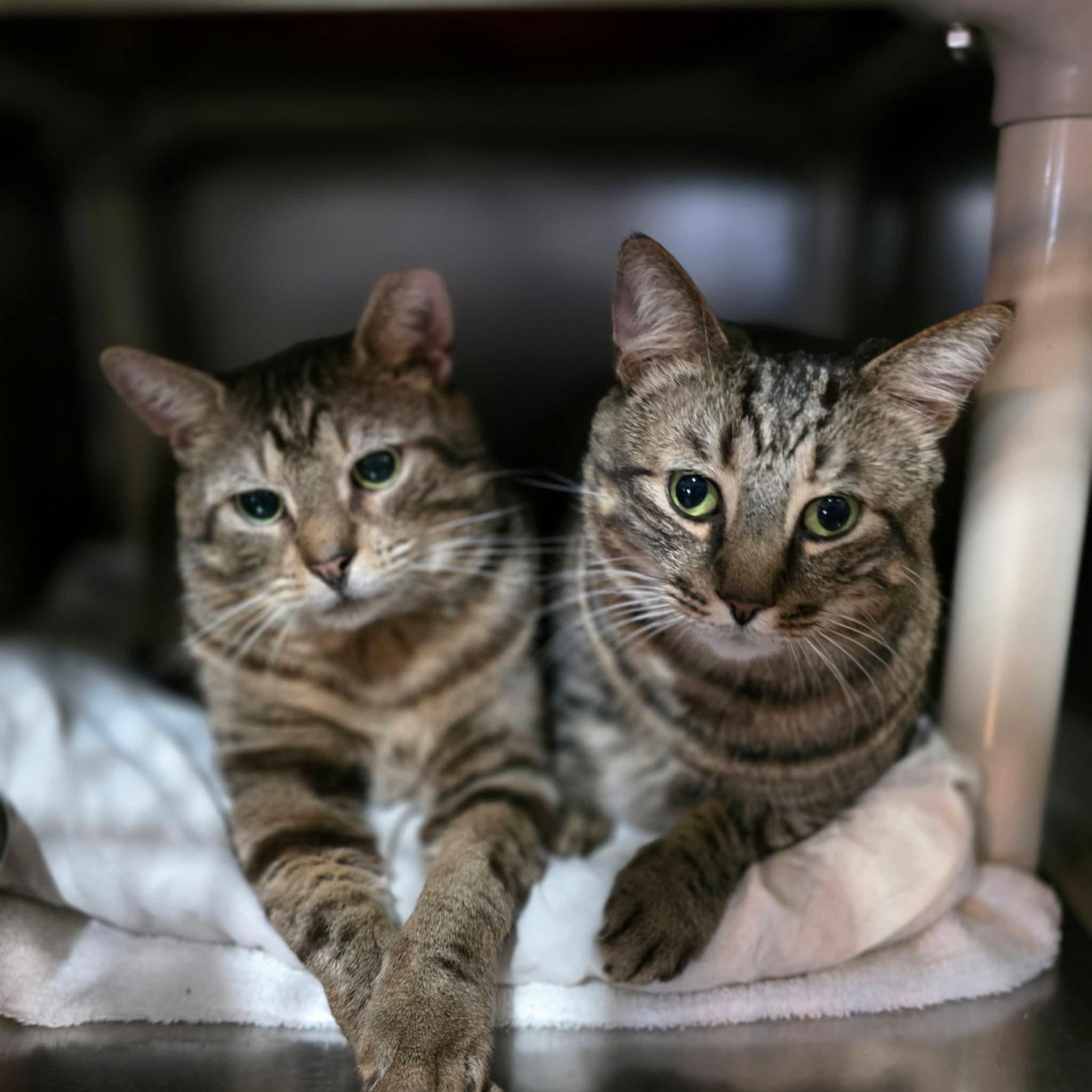 Pops & Artemis-bonded pair, ADOPTABLE, Adult Male Domestic Short Hair.