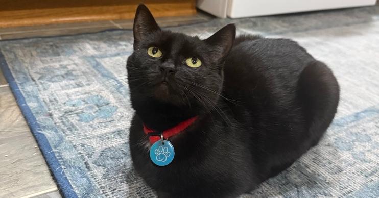 Rita, Adoptable, Adult Female Domestic Short Hair.