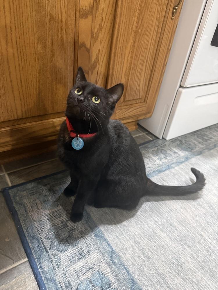 Rita, a Adoptable mixed breed in Harpers Ferry, WV image 2/2