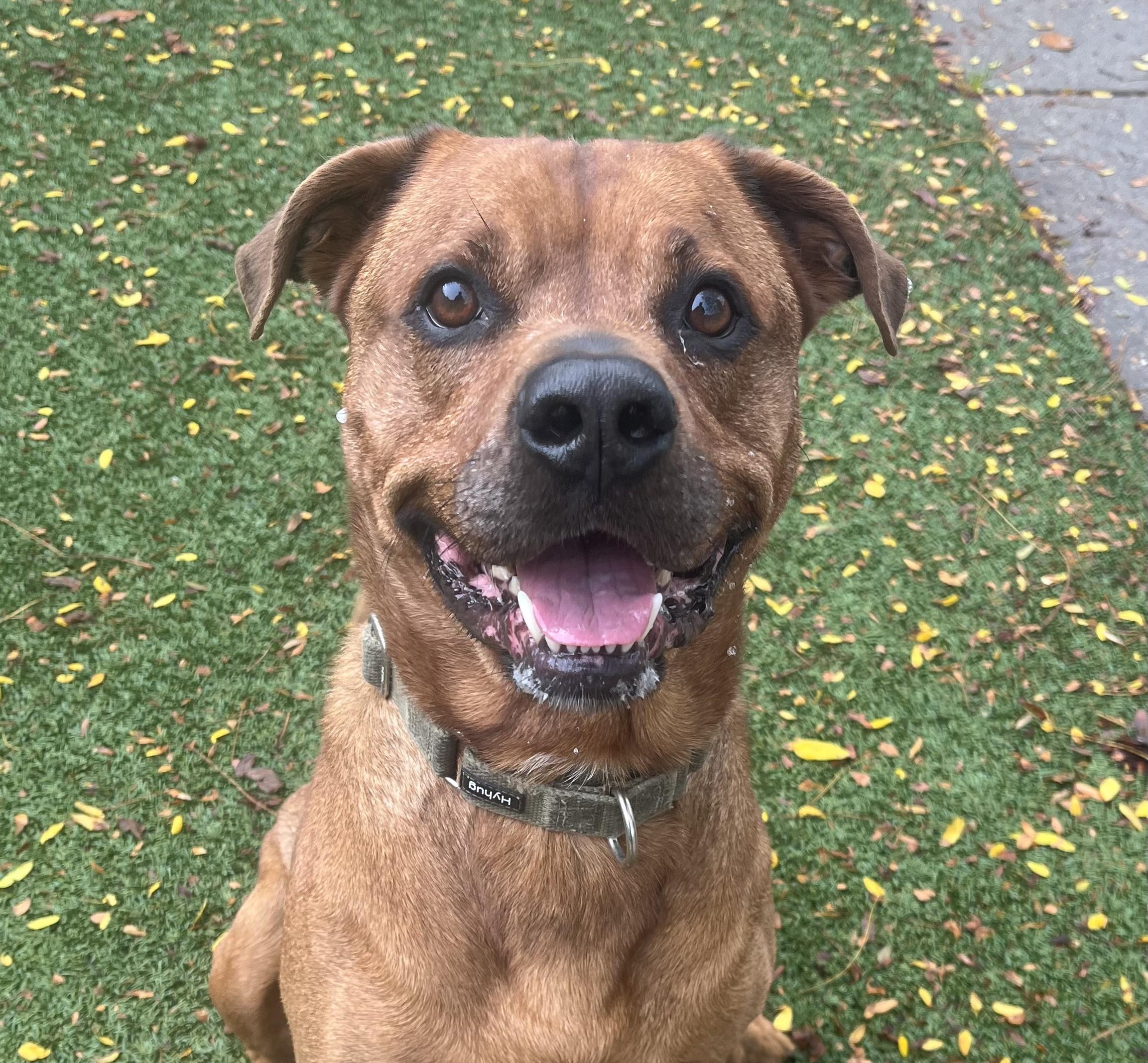 Enlarge Chief, a Adoptable mixed breed in Indianapolis, IN image 1/1