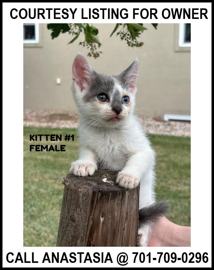 Kitten #1 - COURTESY LISTING FOR OWNER, an adoptable Domestic Short Hair in Valley City, ND, 58072 | Photo Image 1