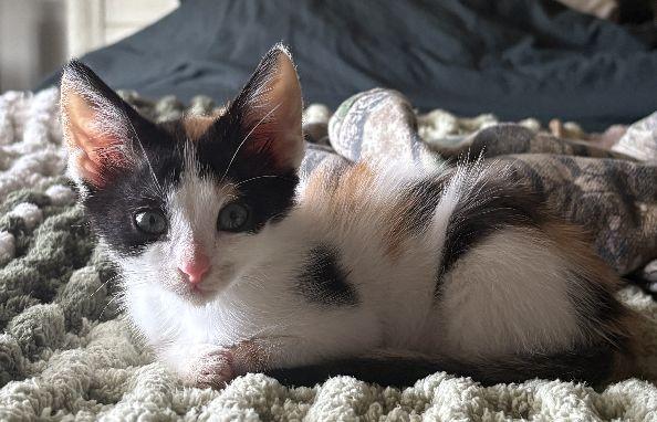 Mig, an adopted Calico in Lafayette, LA image 4/5