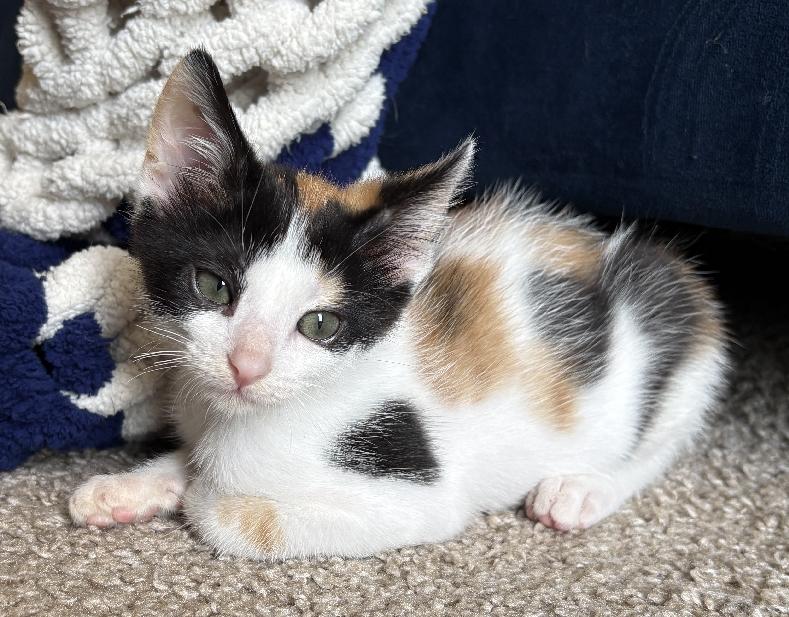 Mig, an adopted Calico in Lafayette, LA image 2/5