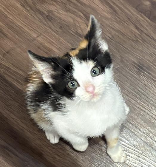 Mig, adopted, Kitten Female Calico.