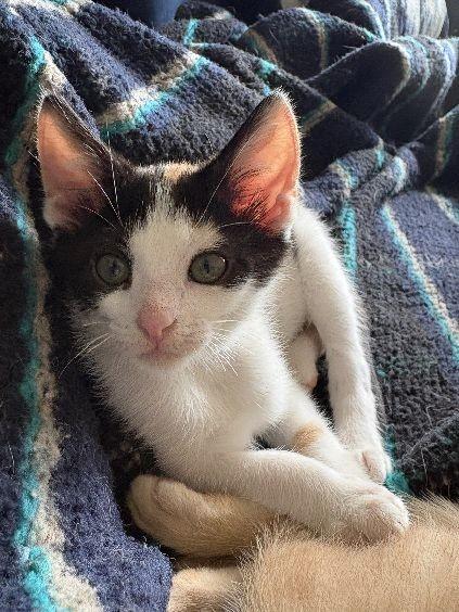 Mig, an adopted Calico in Lafayette, LA image 3/5