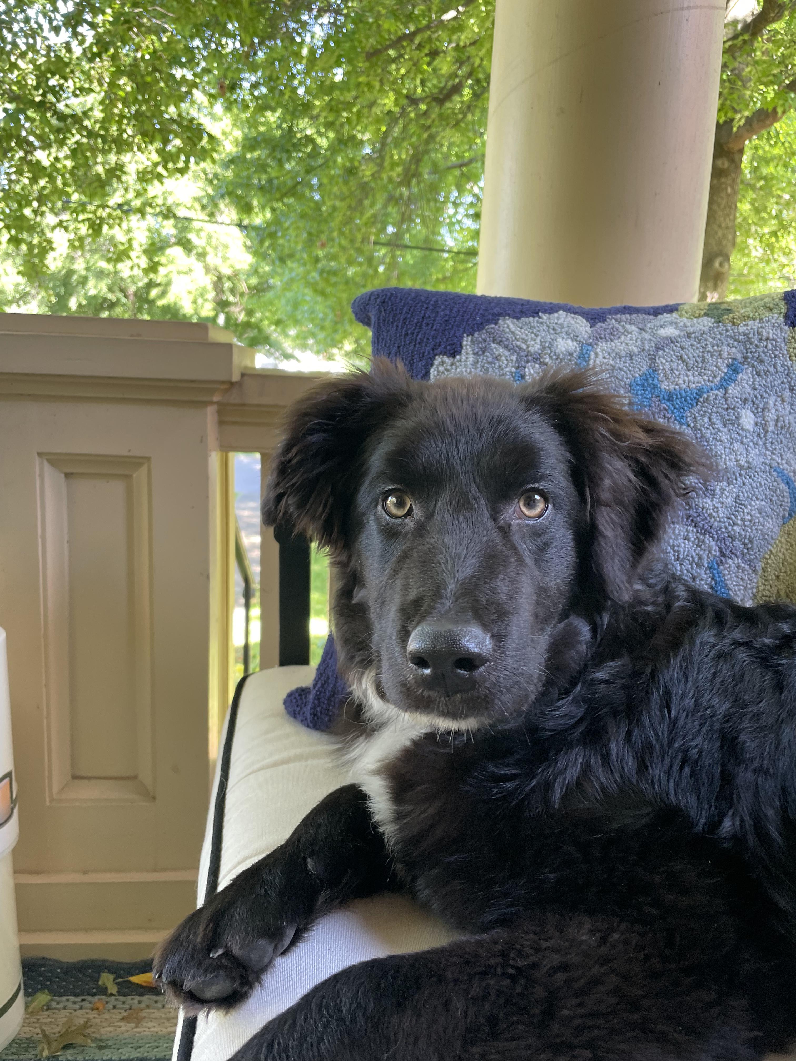 Opie, an adopted Border Collie in Lexington, KY image 3/4