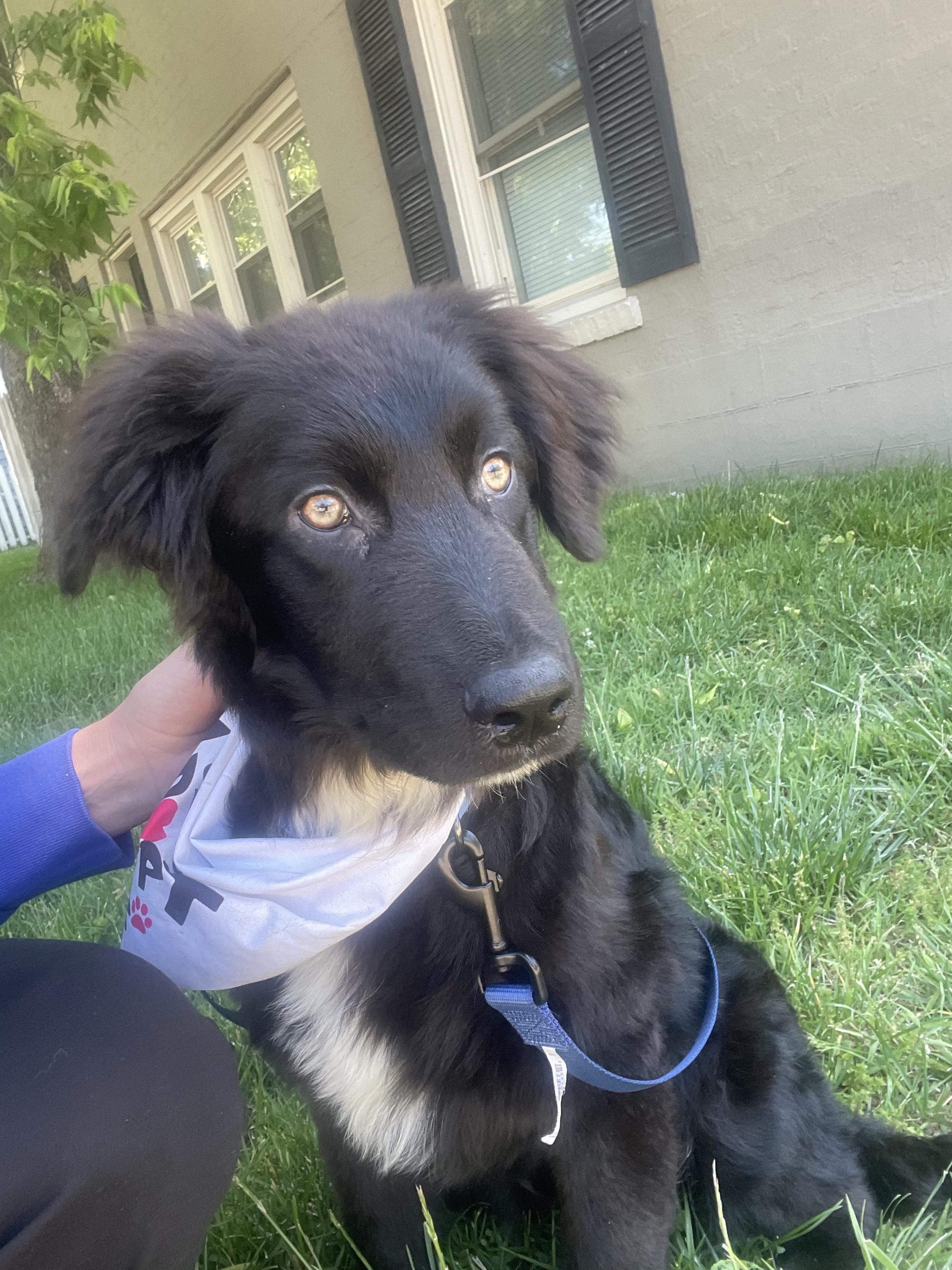 Opie, an adopted Border Collie in Lexington, KY image 1/4