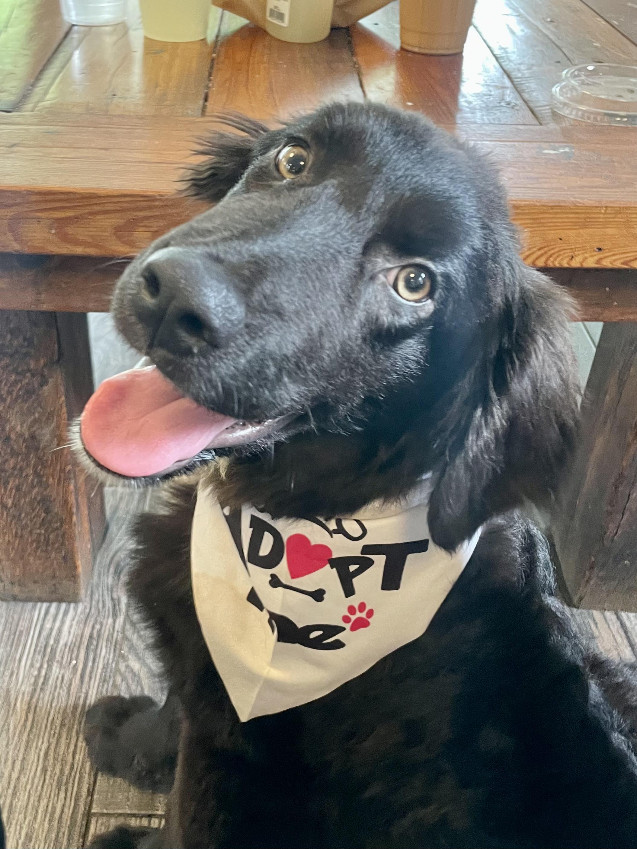 Opie, an adopted Border Collie in Lexington, KY image 4/4