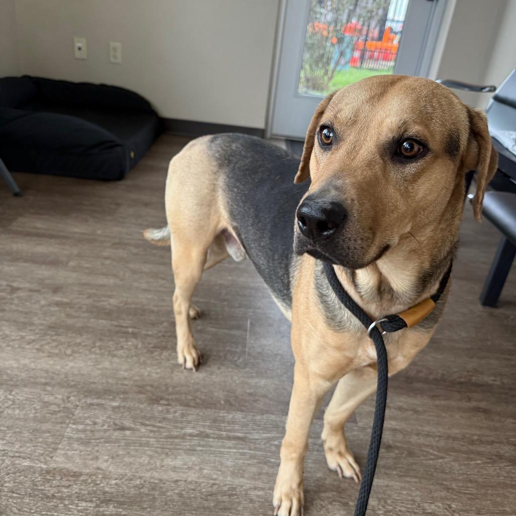 TXAC-Stray-19571, Adoptable, Adult Male Shepherd & Mixed Breed.