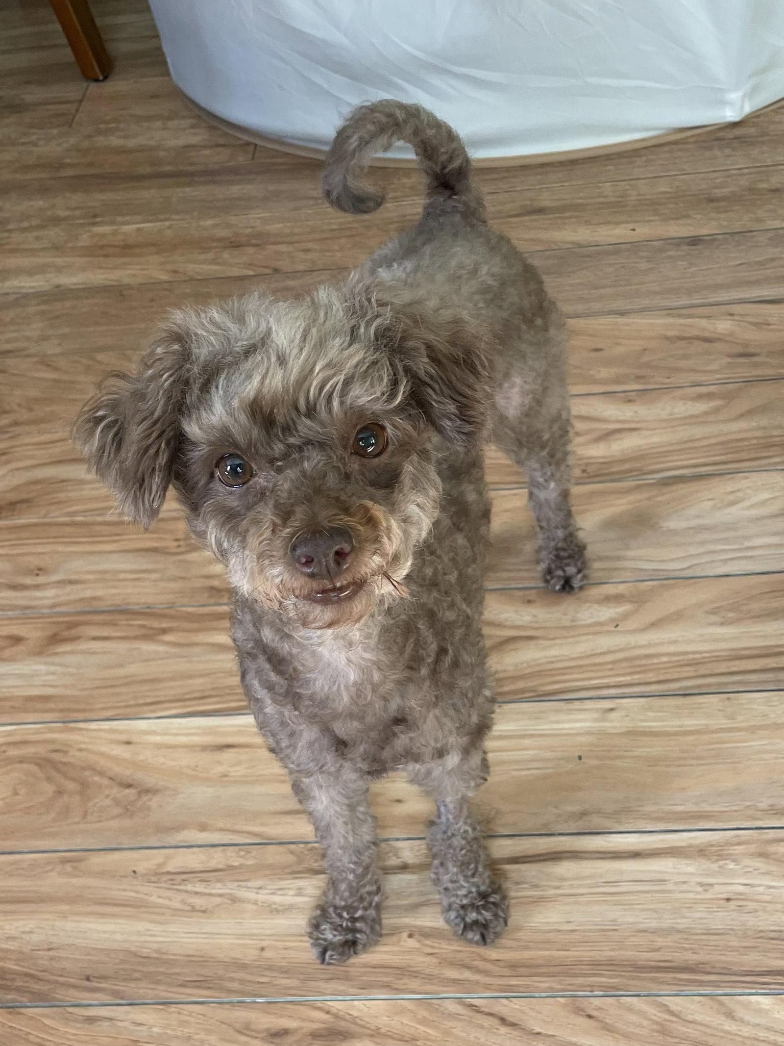 Twyla, Adopted, Adult Female Poodle.