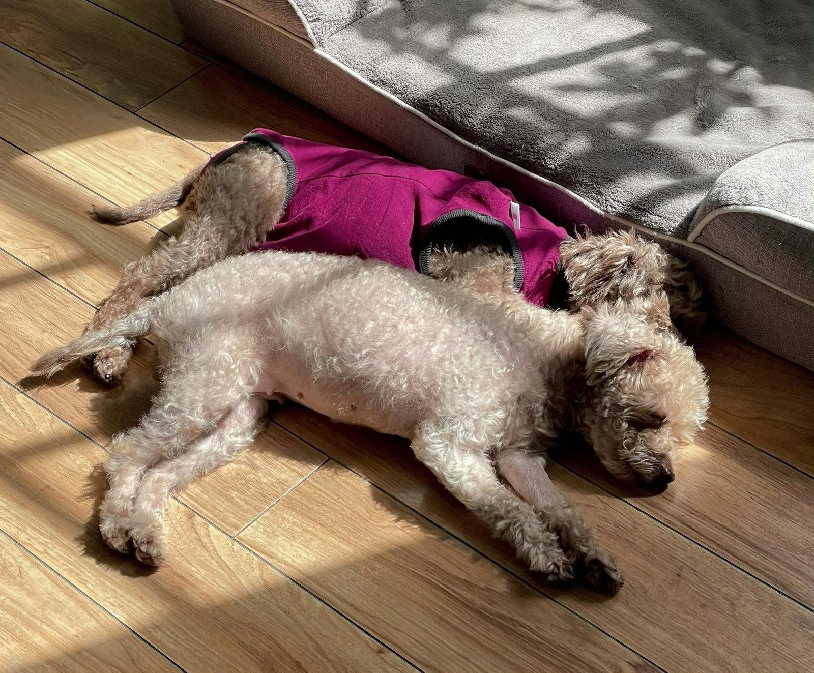 Enlarge Twyla, a Adopted Poodle in Valrico, FL image 2/3