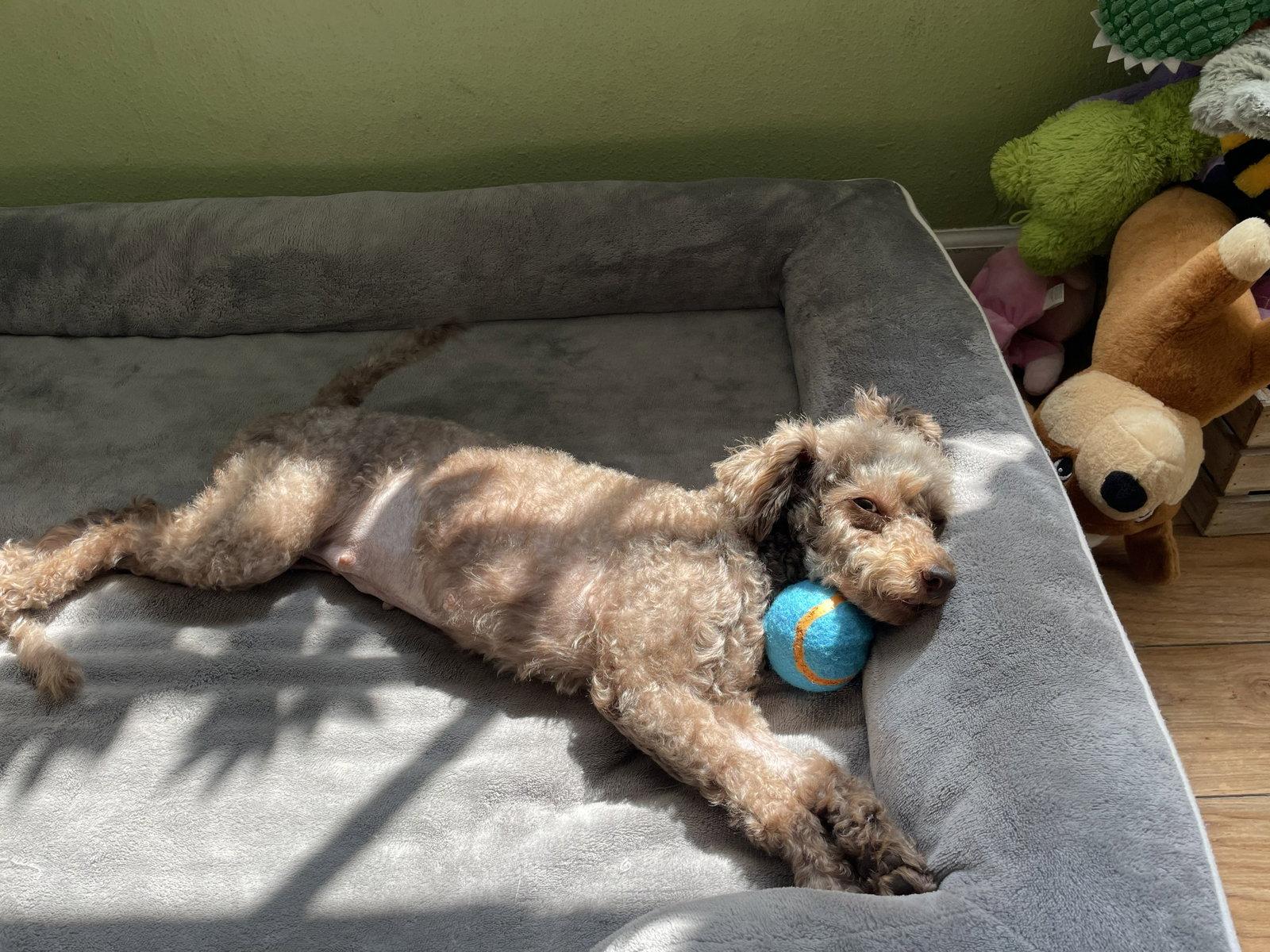 Enlarge Twyla, a Adopted Poodle in Valrico, FL image 3/3