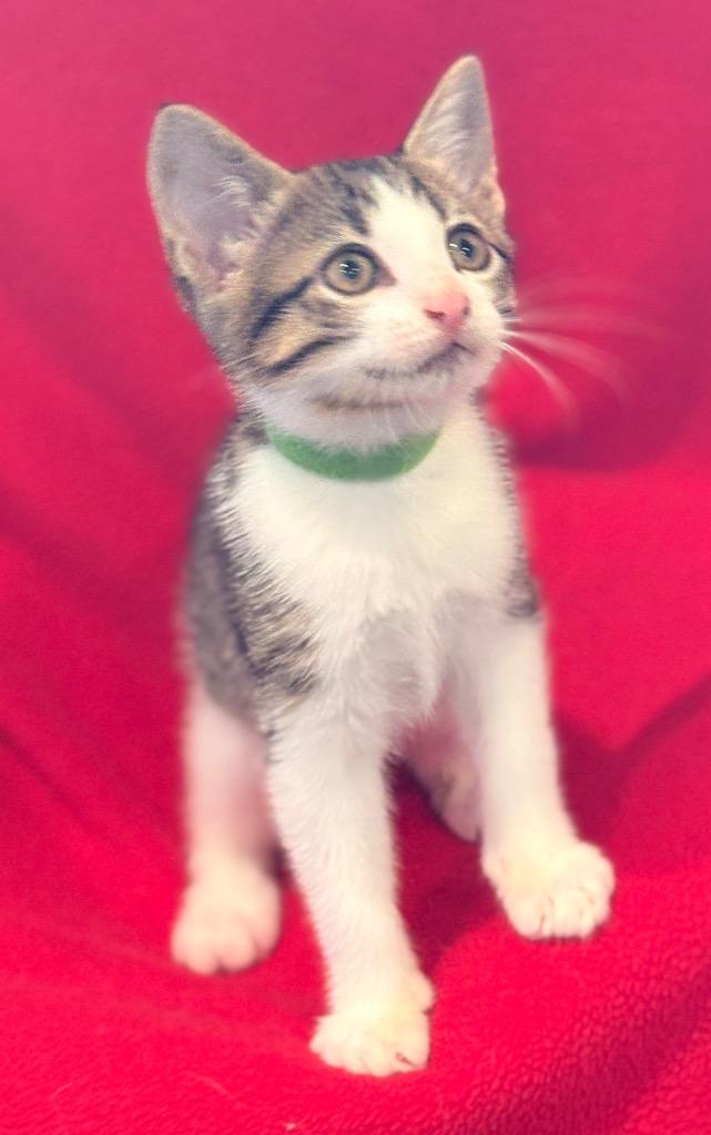 Ollie, Adoptable, Kitten Female Domestic Short Hair.