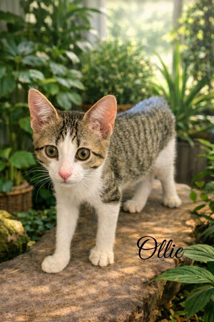 Ollie, a Adoptable mixed breed in Spring, TX image 2/6
