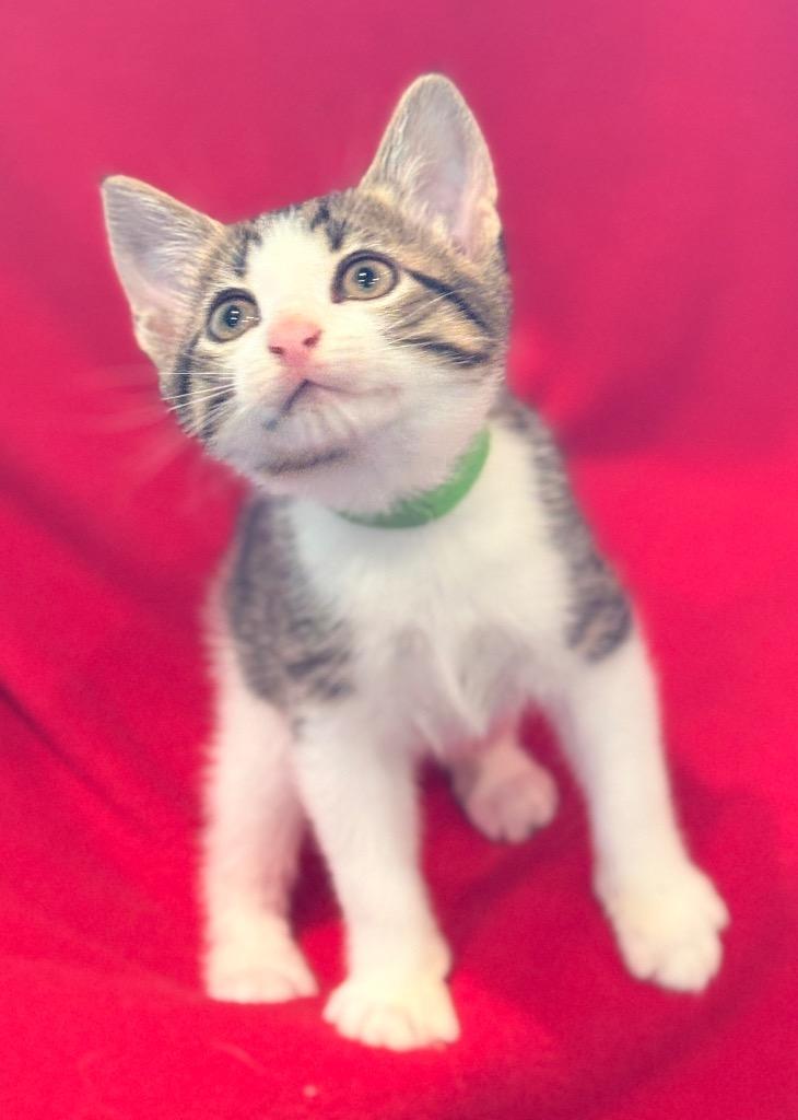 Ollie, a Adoptable mixed breed in Spring, TX image 6/6