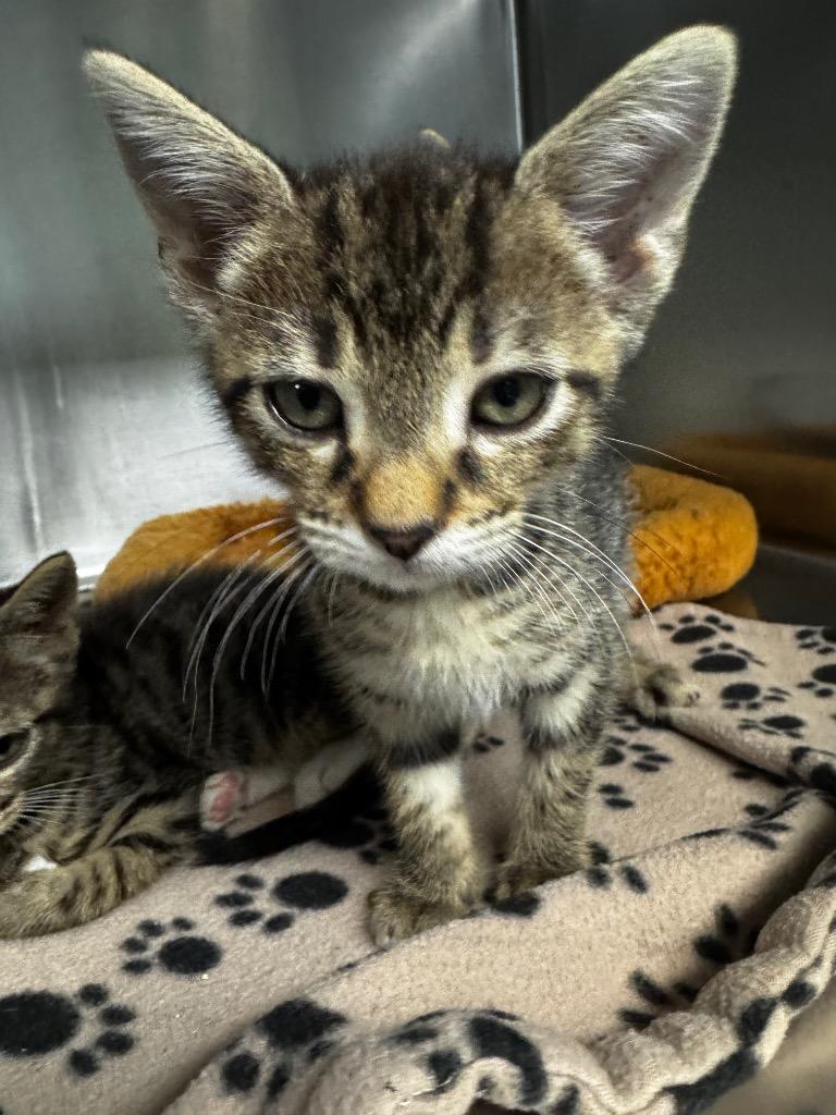 Moshpit, Adoptable, Kitten Male Domestic Short Hair.