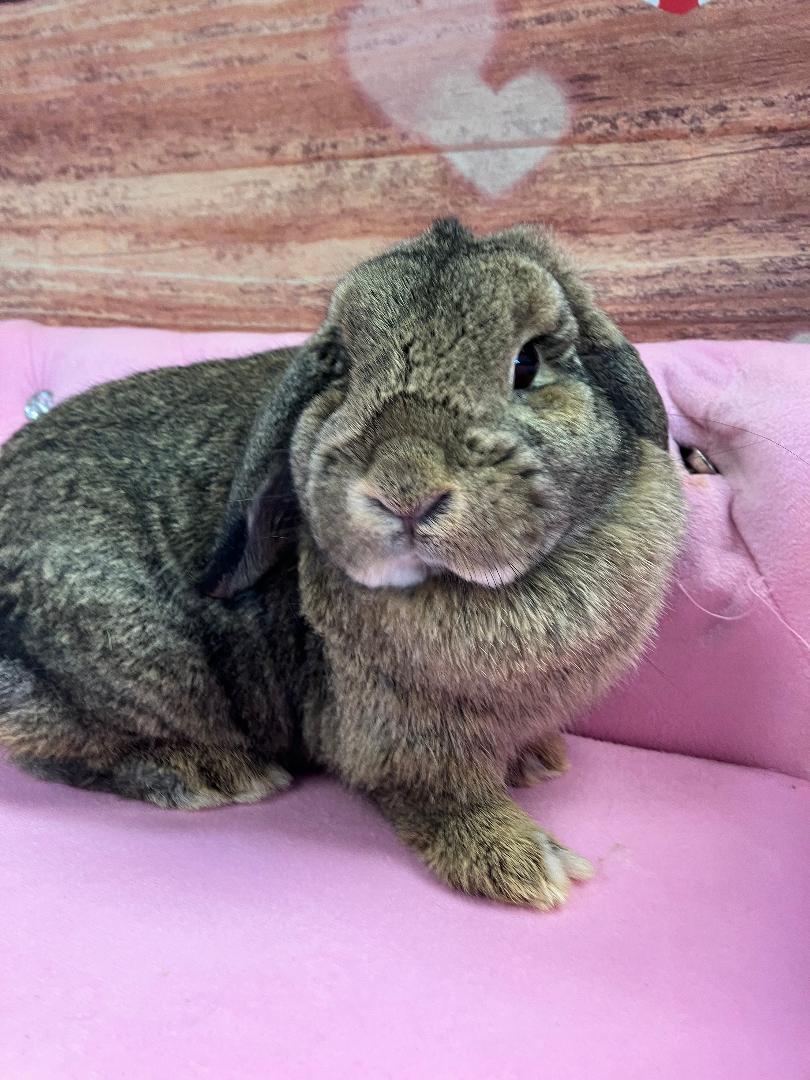 Enlarge Lily, a ADOPTABLE Mini Lop in Youngstown, OH image 1/3