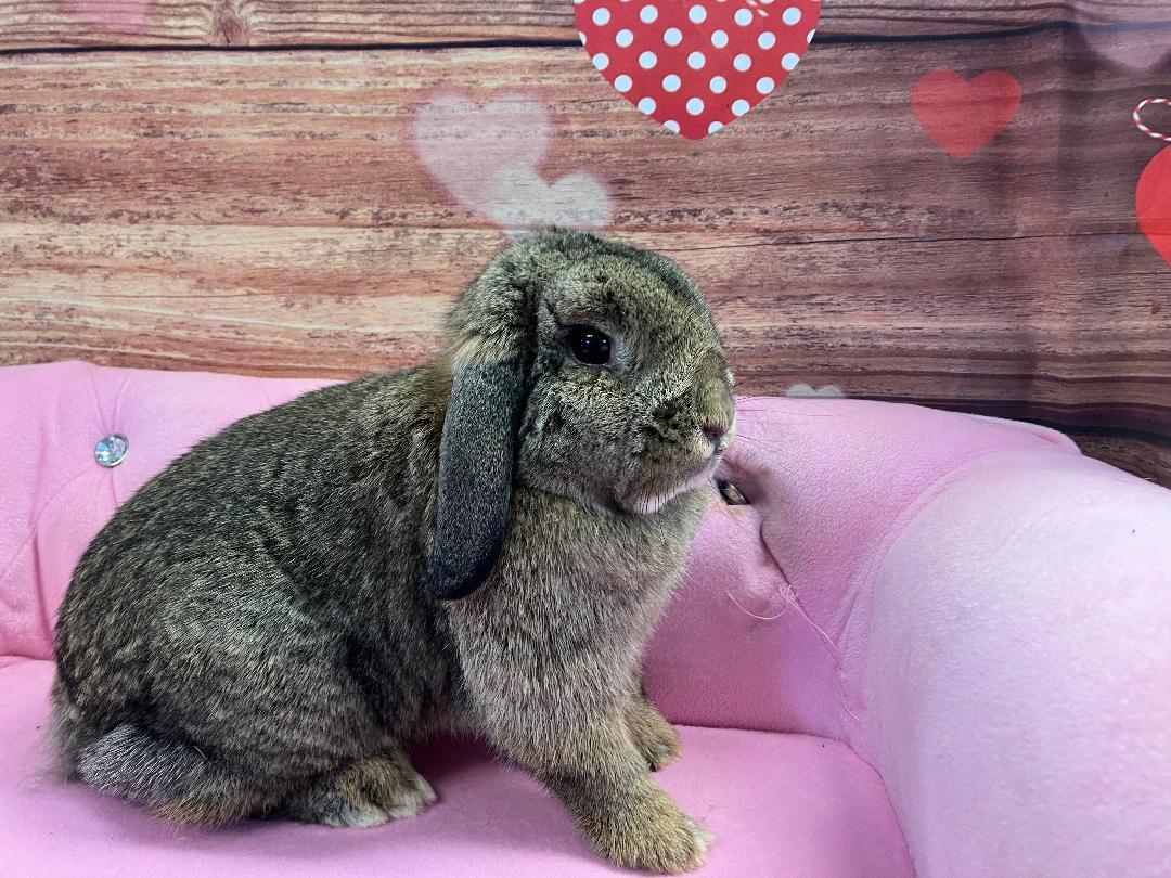 Enlarge Lily, a ADOPTABLE Mini Lop in Youngstown, OH image 2/3