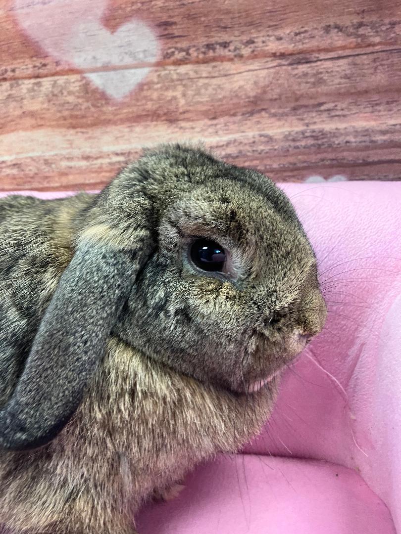 Enlarge Lily, a ADOPTABLE Mini Lop in Youngstown, OH image 3/3