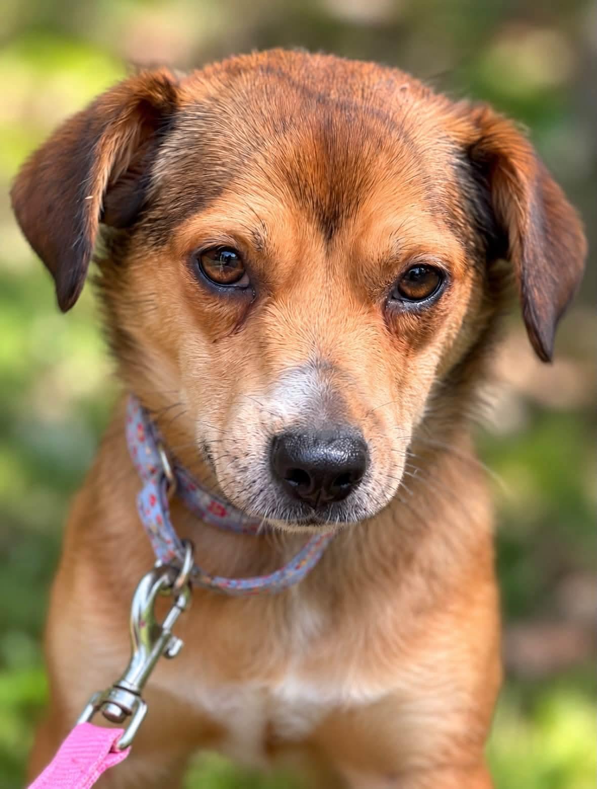 Enlarge Twinkie, a Adoptable mixed breed in Shinnston, WV image 4/4