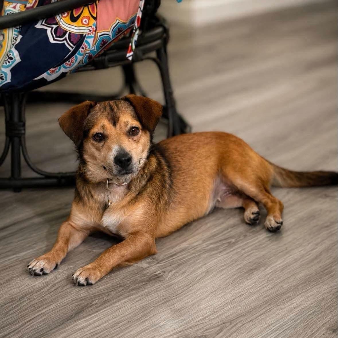 Twinkie, Adoptable, Adult Female Chihuahua & Feist.