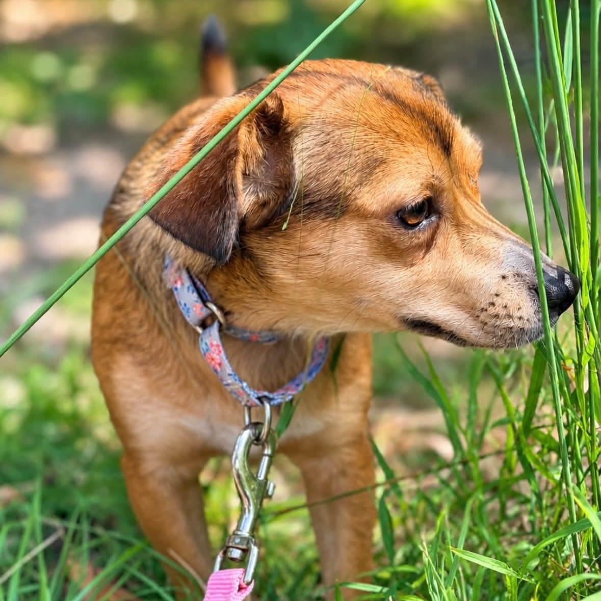 Enlarge Twinkie, a Adoptable mixed breed in Shinnston, WV image 2/4
