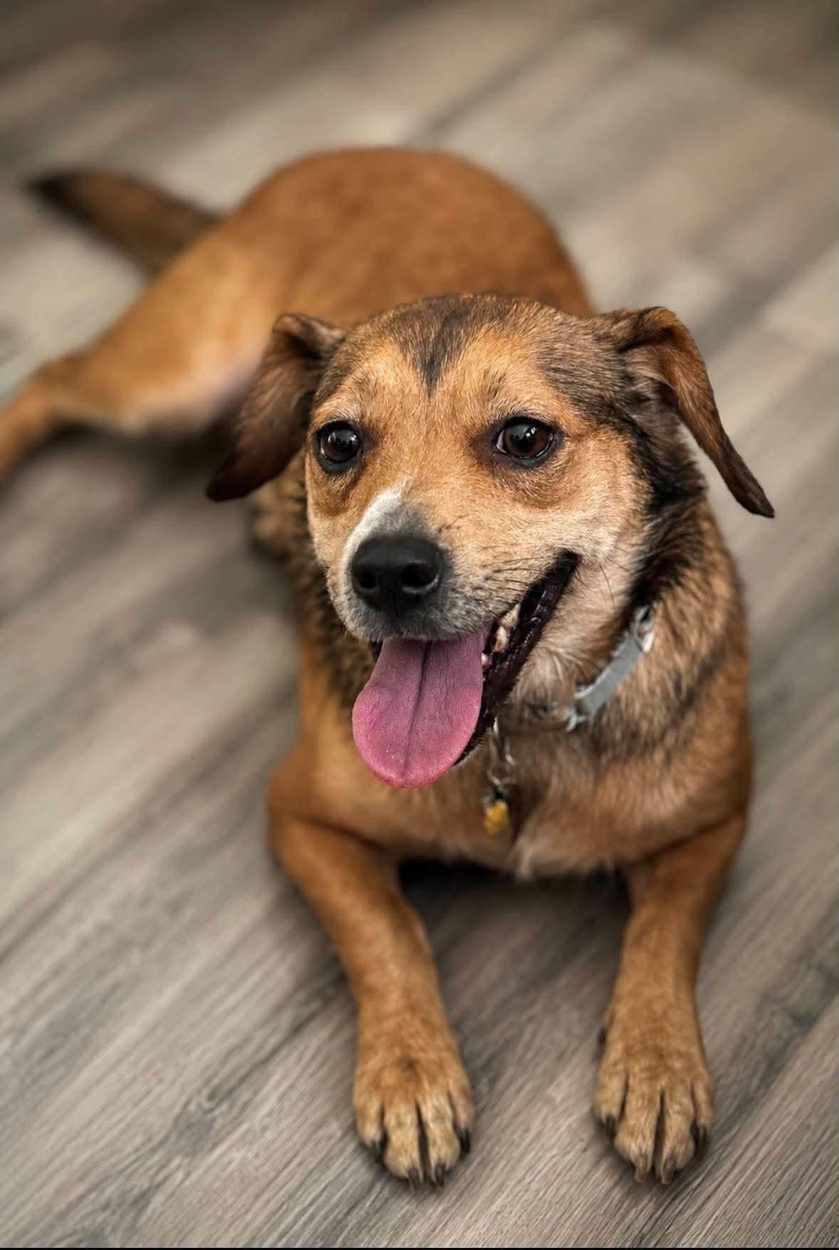 Enlarge Twinkie, a Adoptable mixed breed in Shinnston, WV image 3/4