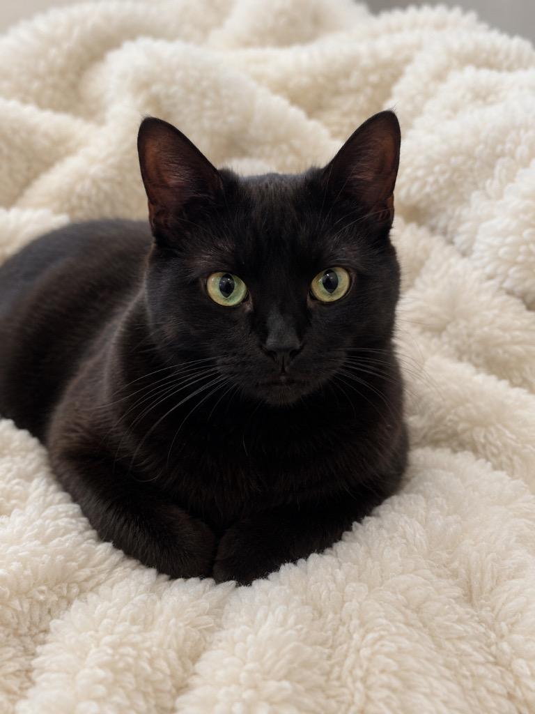 Hera, Adoptable, Young Female Domestic Short Hair.