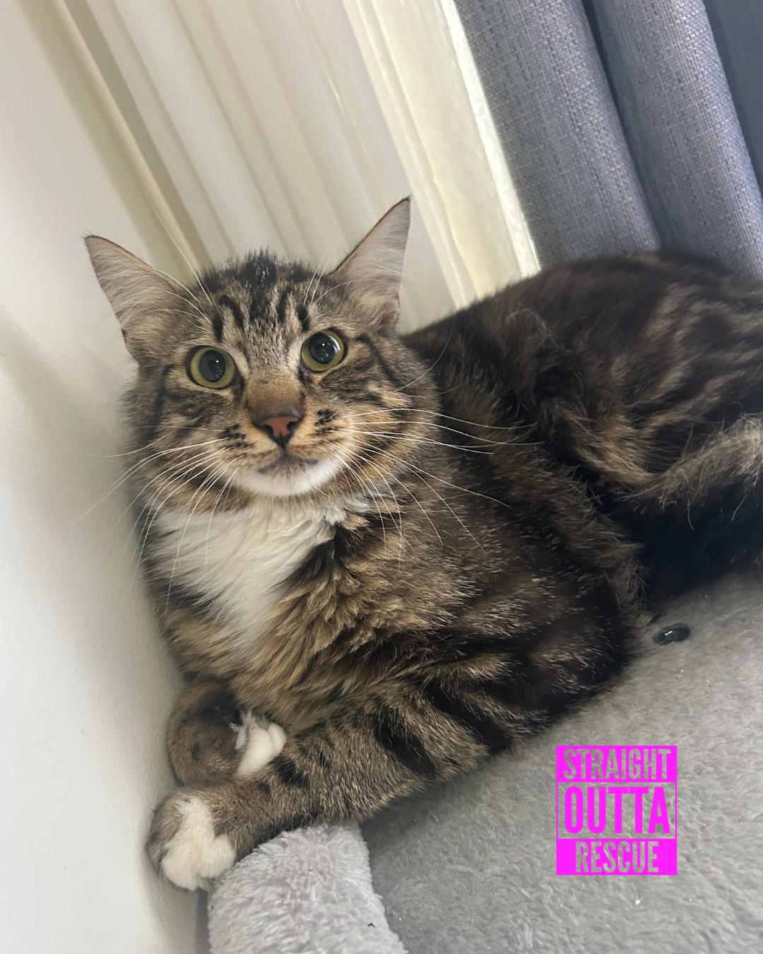 Ernie, an adoptable Domestic Medium Hair in Vancouver, BC, V6K 1P8 | Photo Image 3