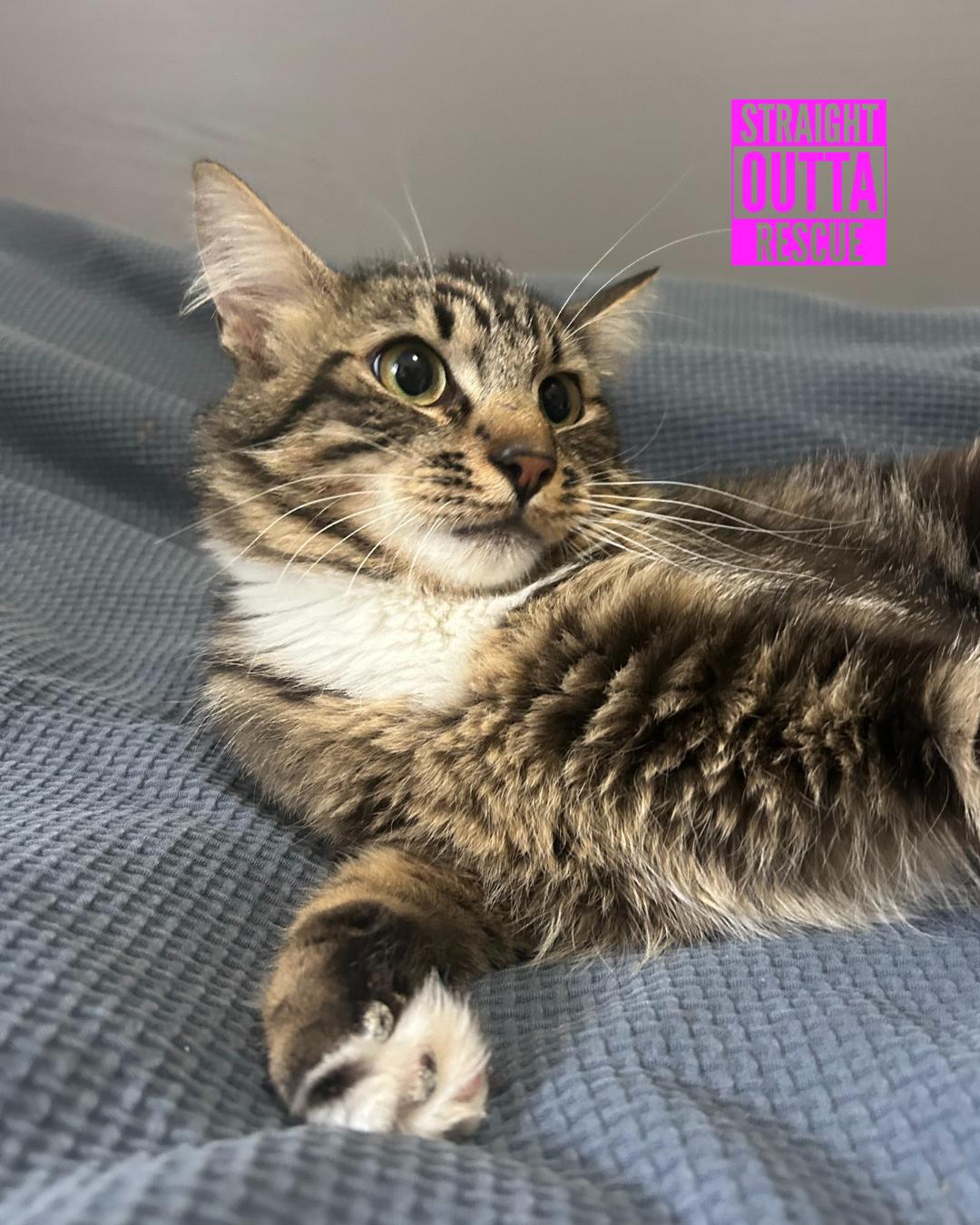 Ernie, an adoptable Domestic Medium Hair in Vancouver, BC, V6K 1P8 | Photo Image 1
