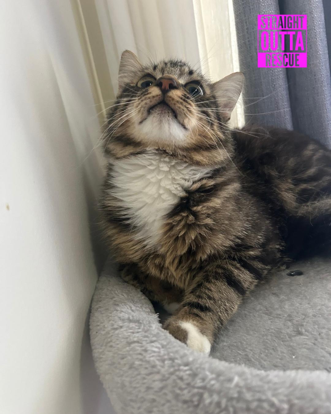 Ernie, an adoptable Domestic Medium Hair in Vancouver, BC, V6K 1P8 | Photo Image 2