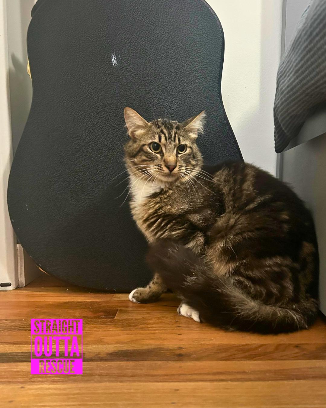 Ernie, an adoptable Domestic Medium Hair in Vancouver, BC, V6K 1P8 | Photo Image 4