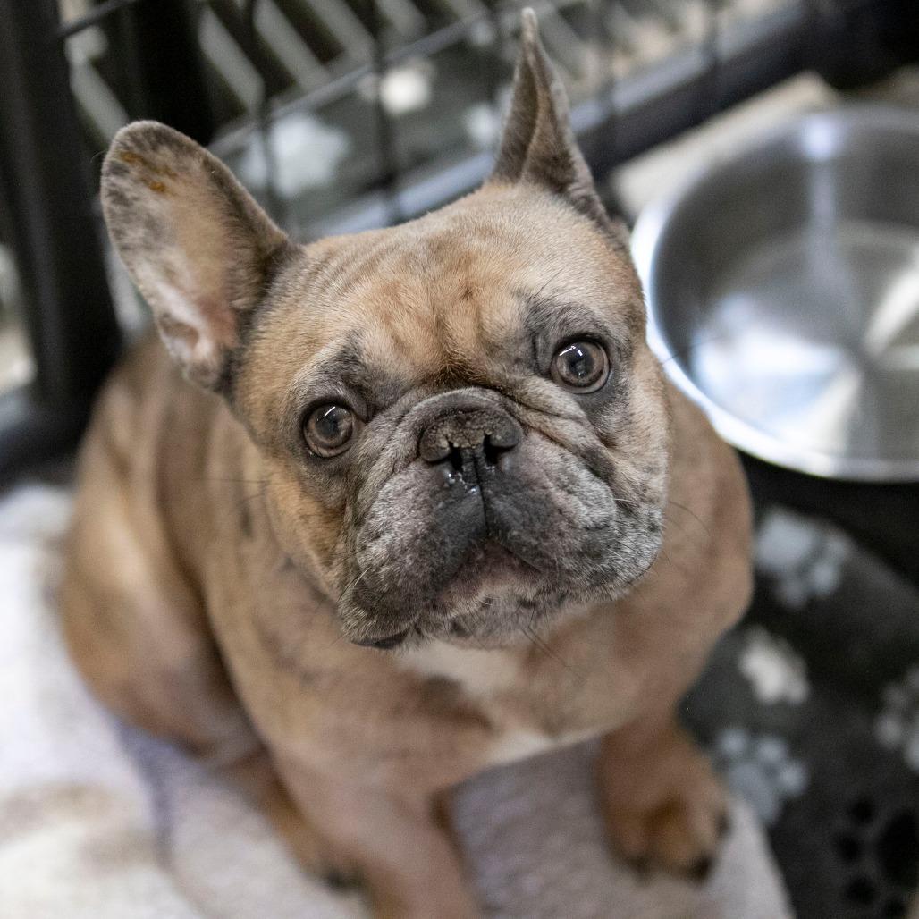Grayson (OT25-162), a Adoptable French Bulldog in Peyton, CO image 1/2