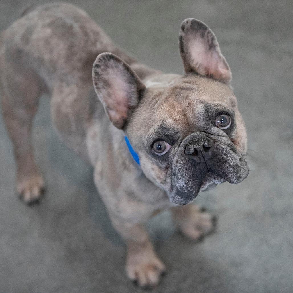 Grayson (OT25-162), a Adoptable French Bulldog in Peyton, CO image 2/2