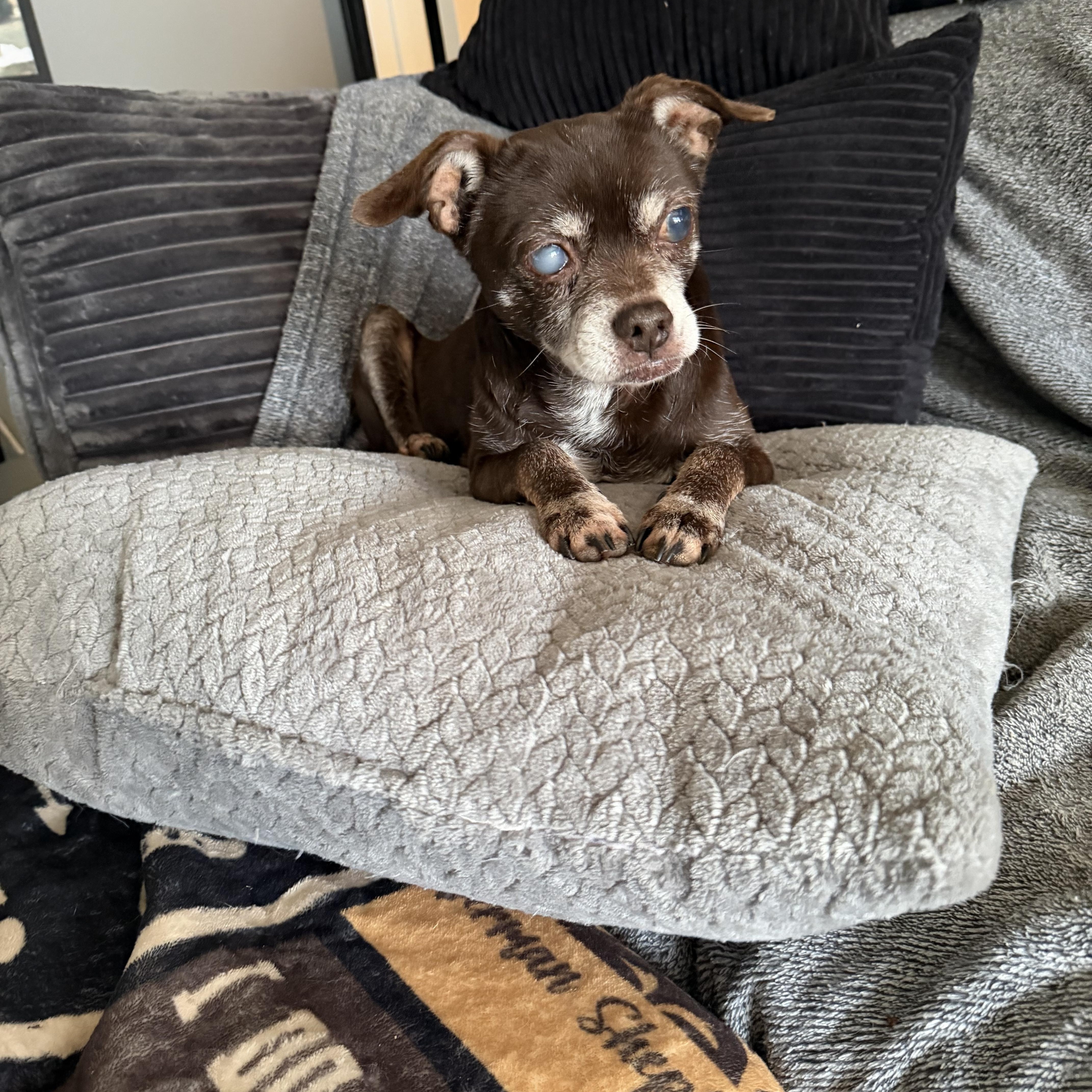 Ginger, ADOPTABLE, Senior Female Chihuahua.