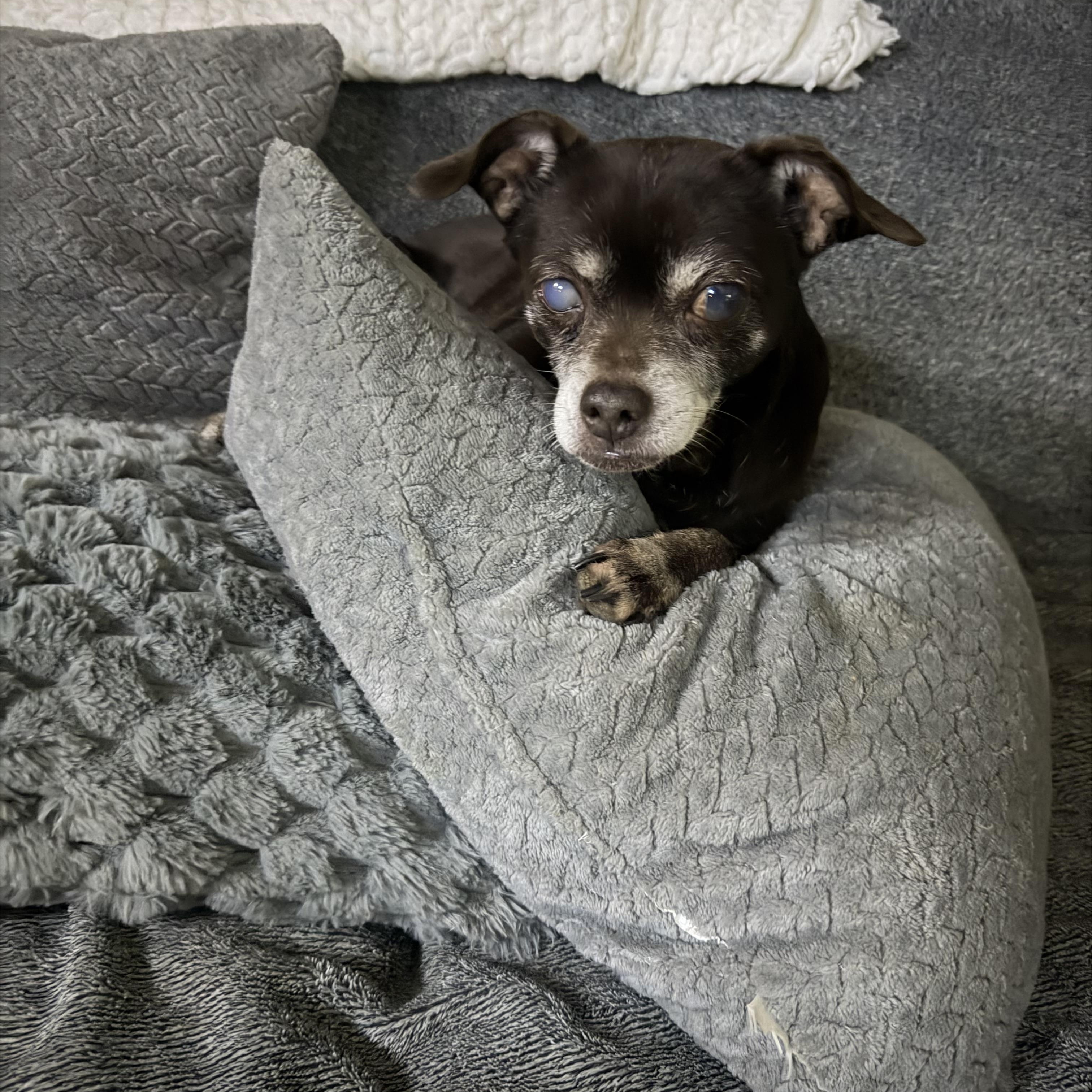 Enlarge Ginger, an adopted Chihuahua in Milford, OH image 3/3