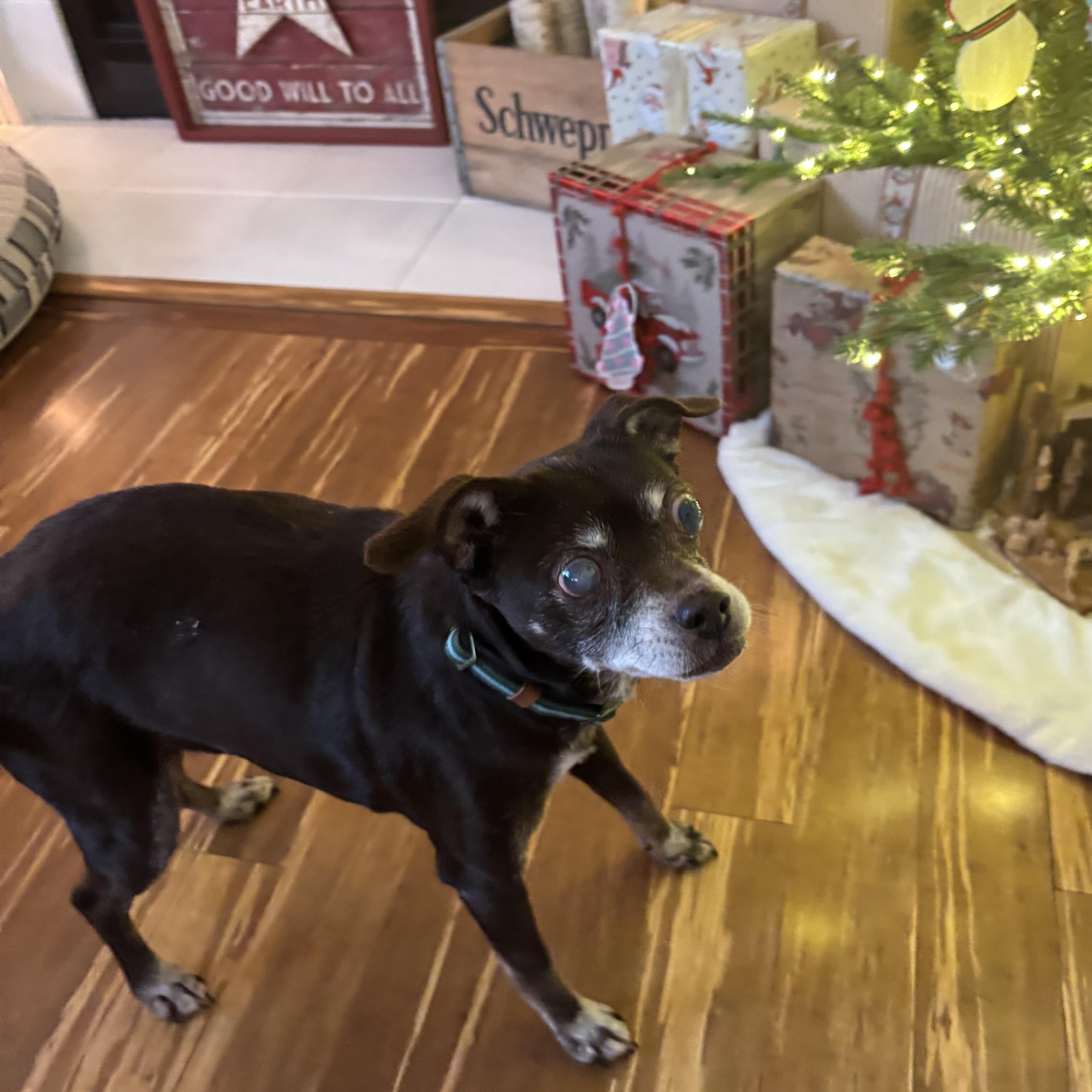 Ginger, ADOPTABLE, Senior Female Chihuahua.