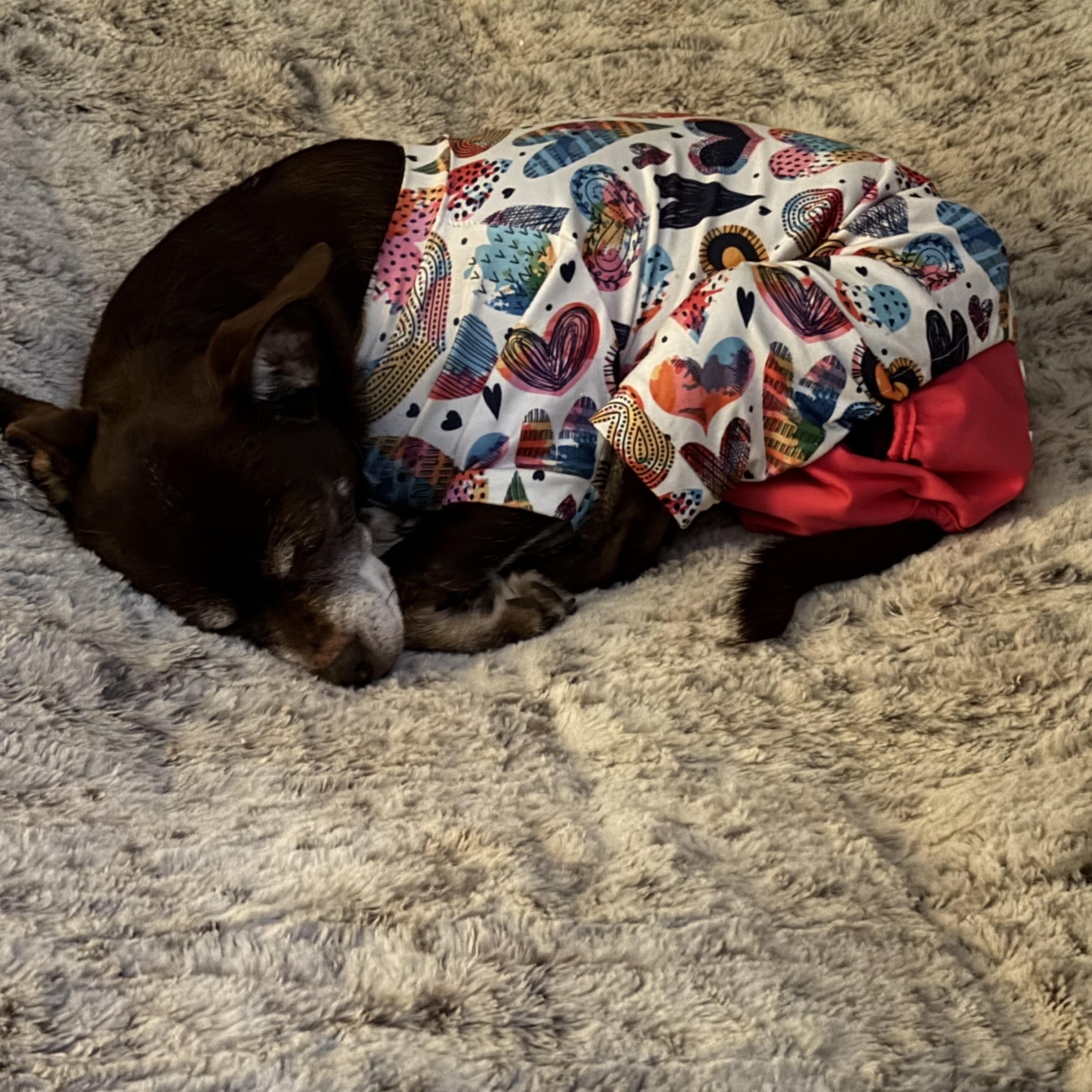 Enlarge Ginger, a ADOPTABLE Chihuahua in Milford, OH image 2/3