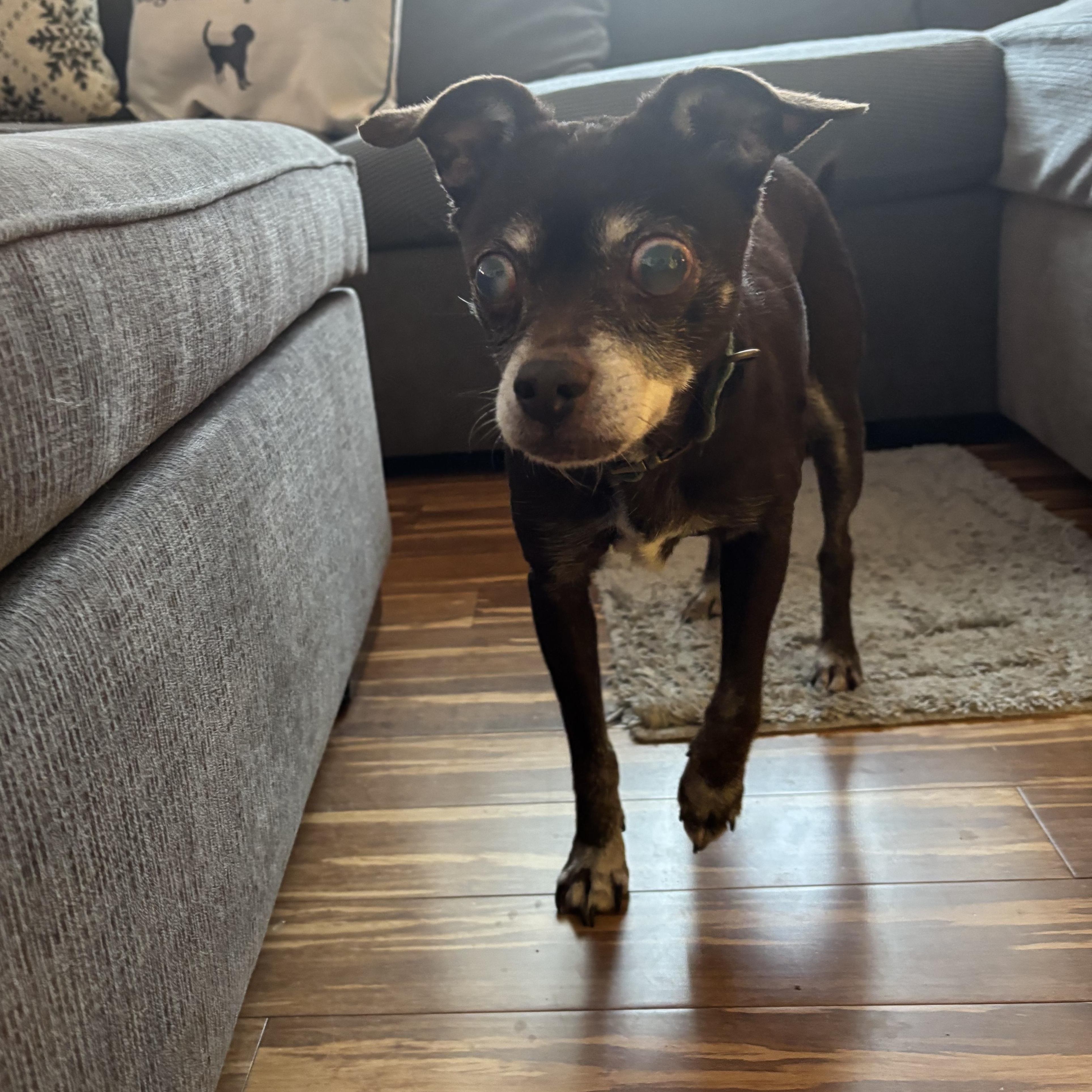 Enlarge Ginger, a ADOPTABLE Chihuahua in Milford, OH image 3/3