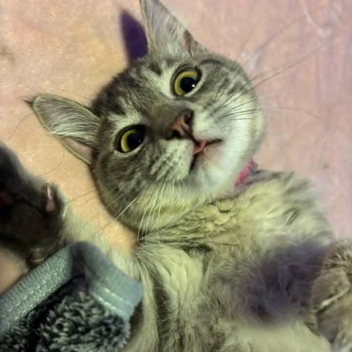 Enlarge Mei Rydalch, a Adoptable Domestic Short Hair in Eagle Mountain, UT image 1/2