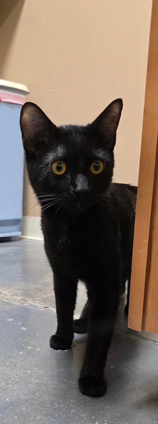 Salem