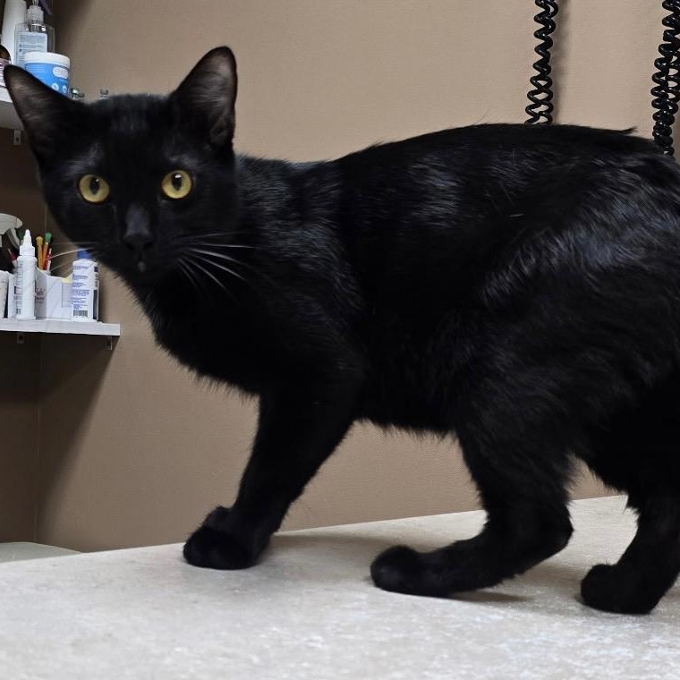 Salem