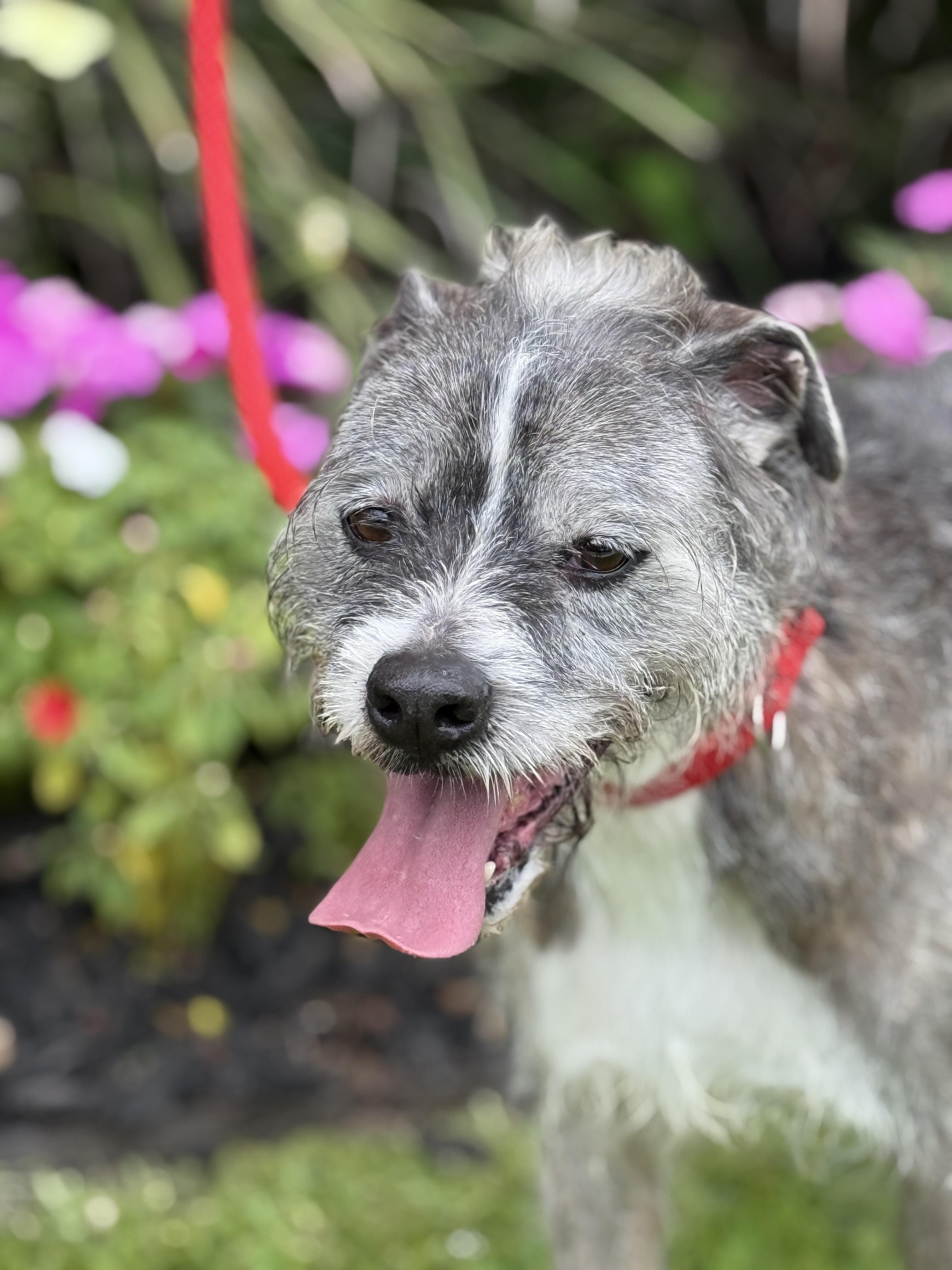 Patrick, an adoptable Schnauzer in Stamford , CT, 06903 | Photo Image 6