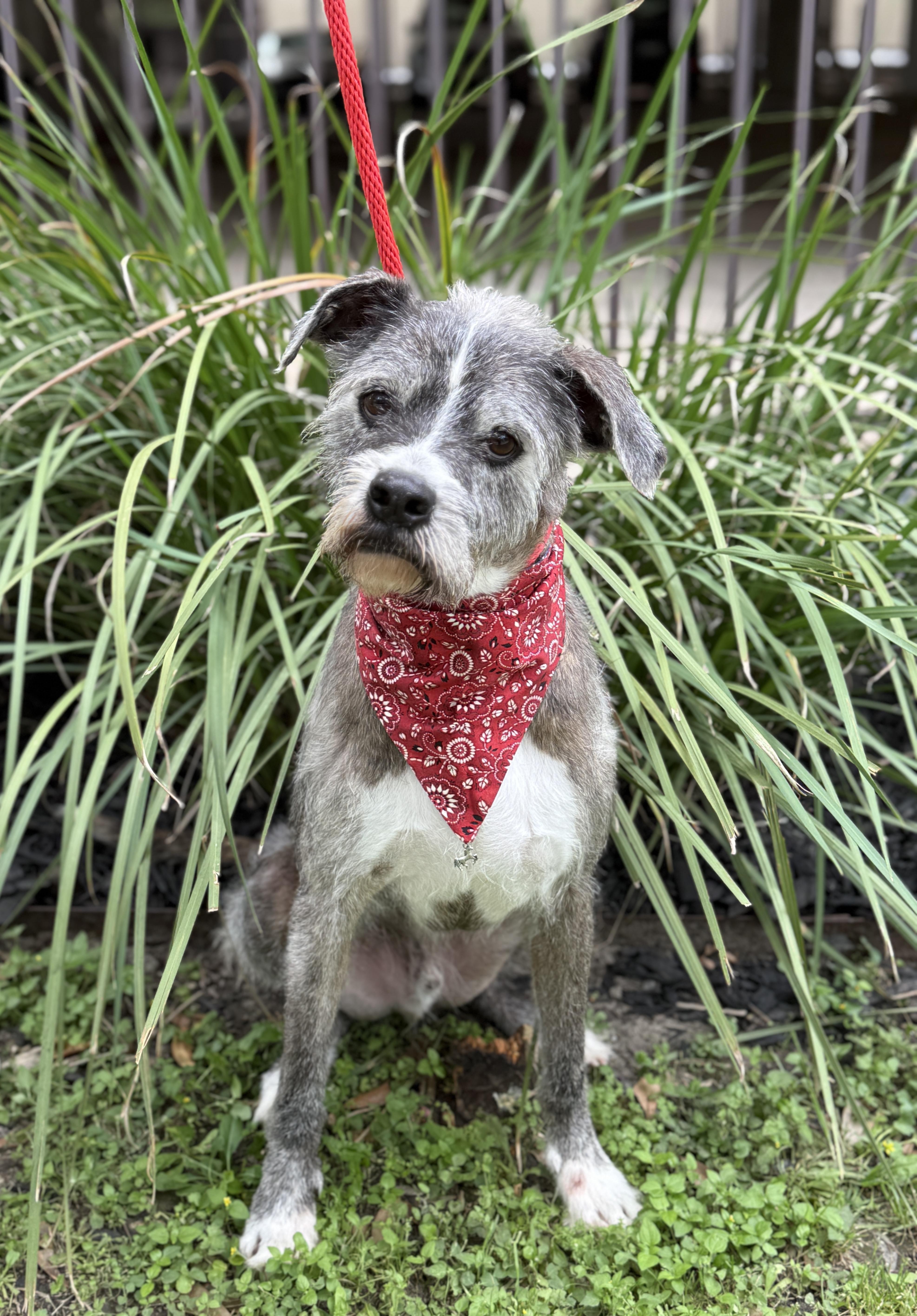Patrick, an adoptable Schnauzer in Stamford , CT, 06903 | Photo Image 3